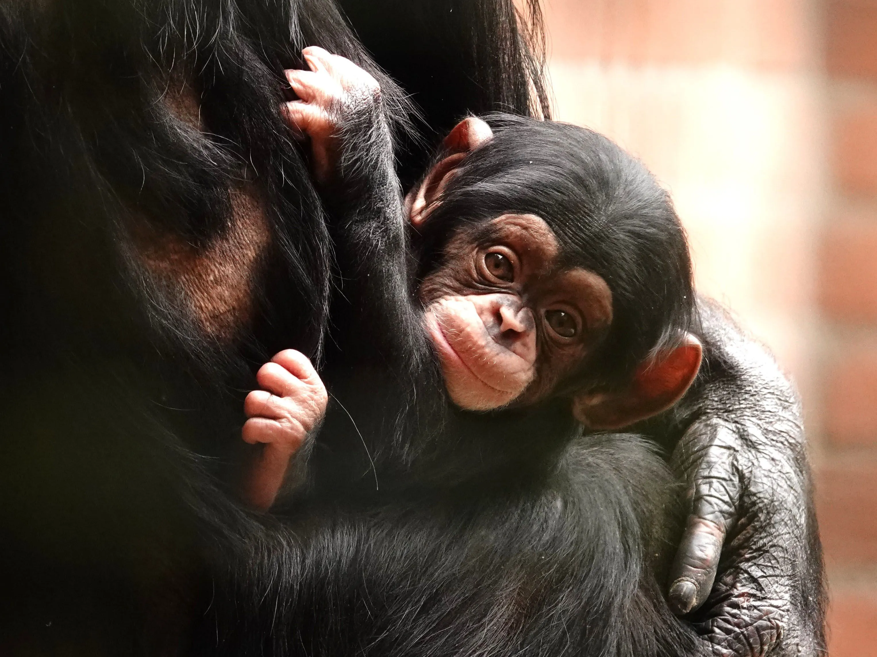de hele opbrengst gaat naar het jane goodall instituut