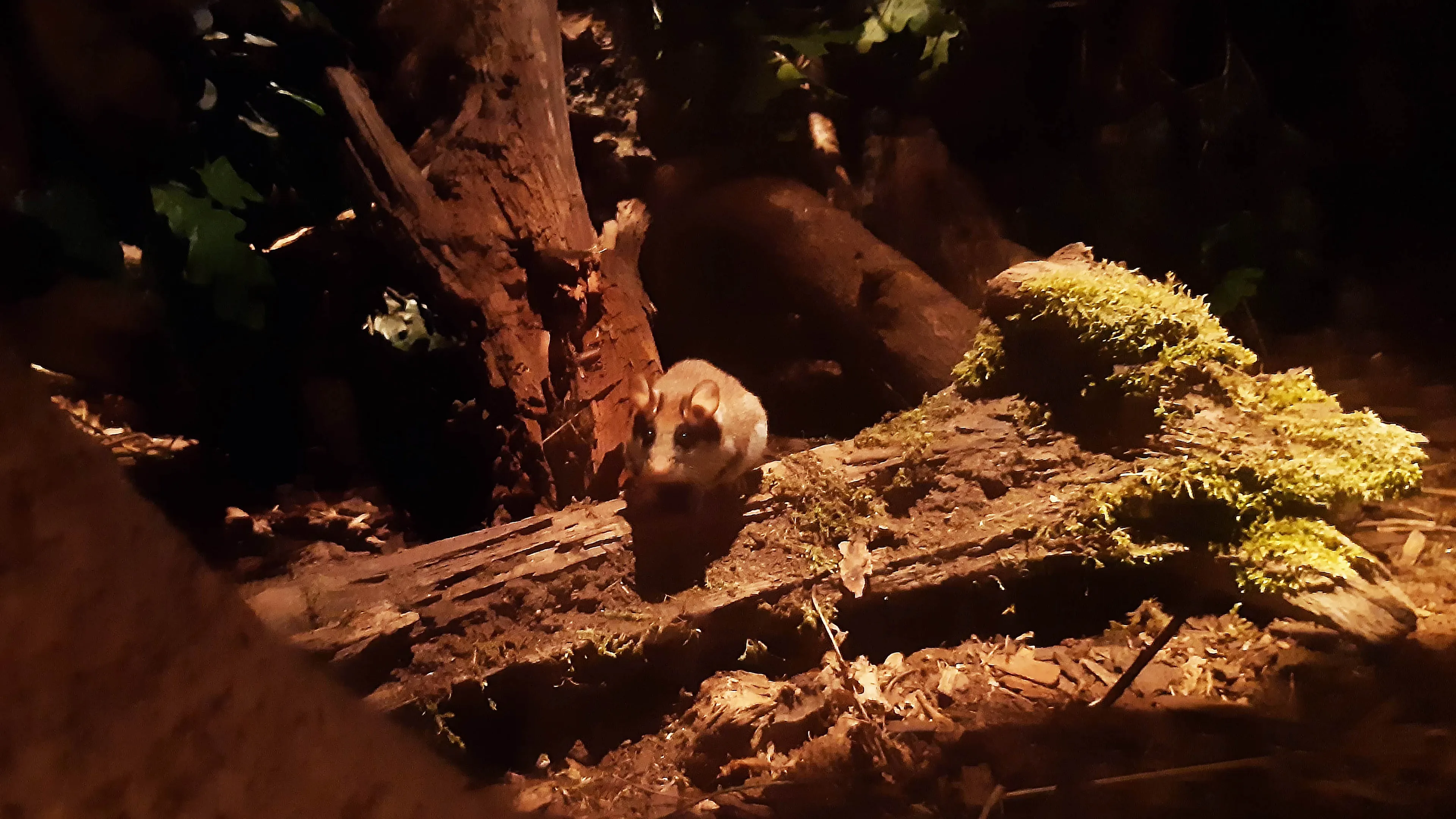 deze twee actieve eikelmuizen rennen en snuffelen regelmatig rond in het verblijf de vorige eikelmuizen waren lastiger te spotten