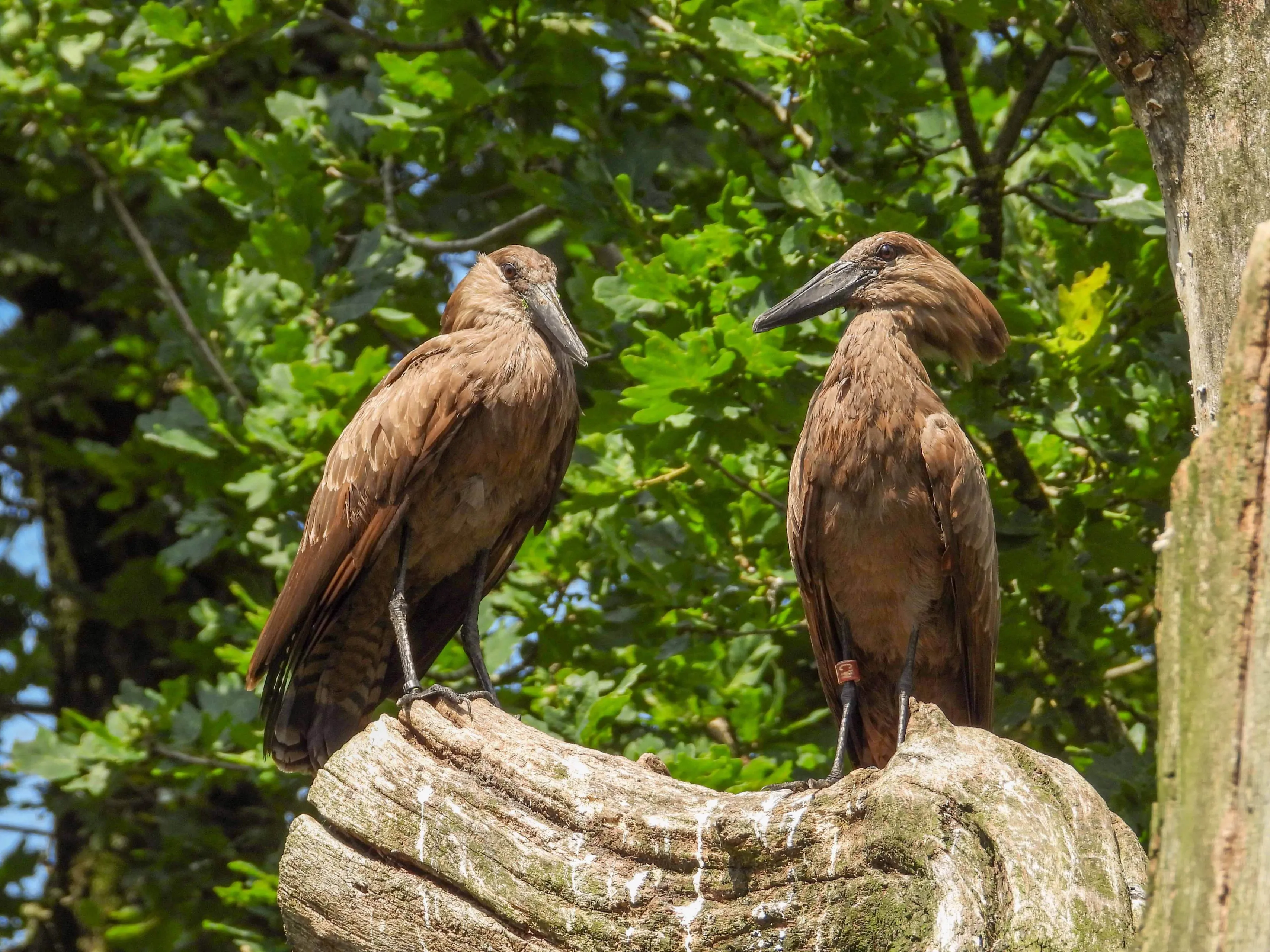 we zijn blij verrast dat het kersverse koppel nu al eieren heeft gelegd