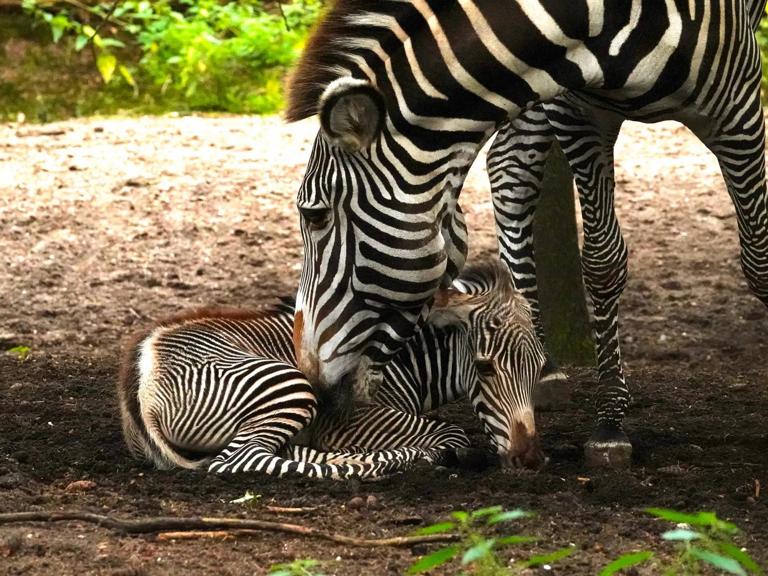 zeldzaam zebraveulen geboren in dierenpark amersfoort