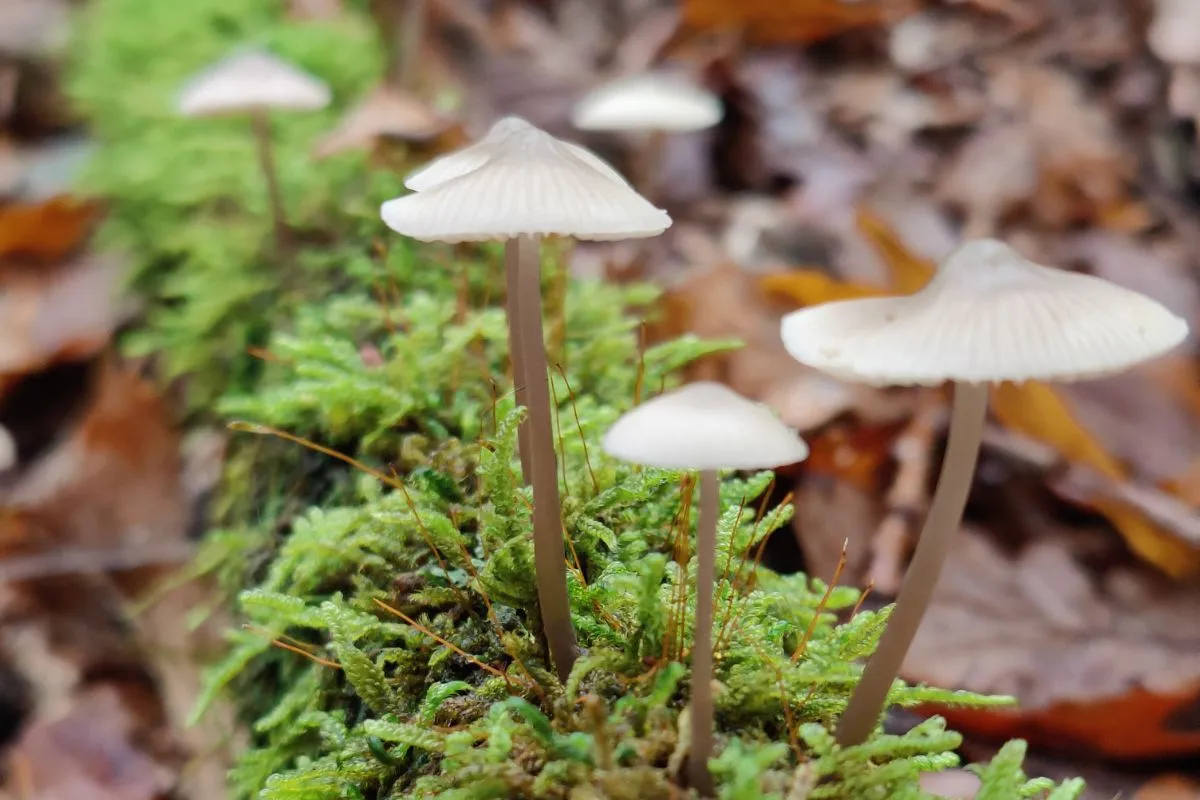 ontwerp zonder titel 2024 10 26t175353688