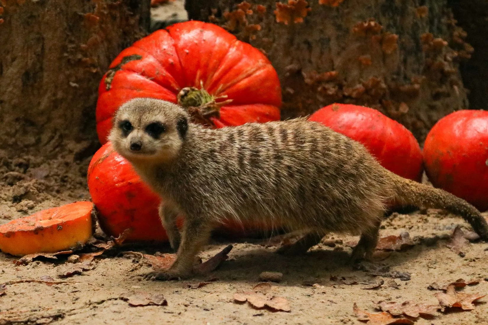 tijdens halloween krijgen de stokstaartjes in dierenpark amersfoort een smakelijke traktatie voorgeschoteld