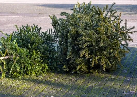 kerstbomen