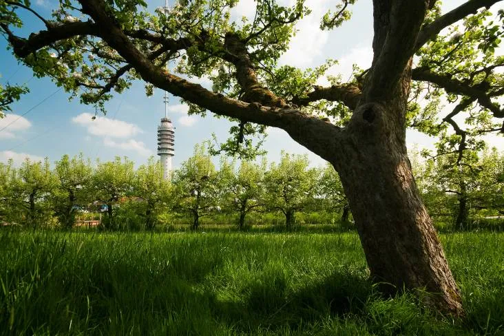 boomgaard zenderpark
