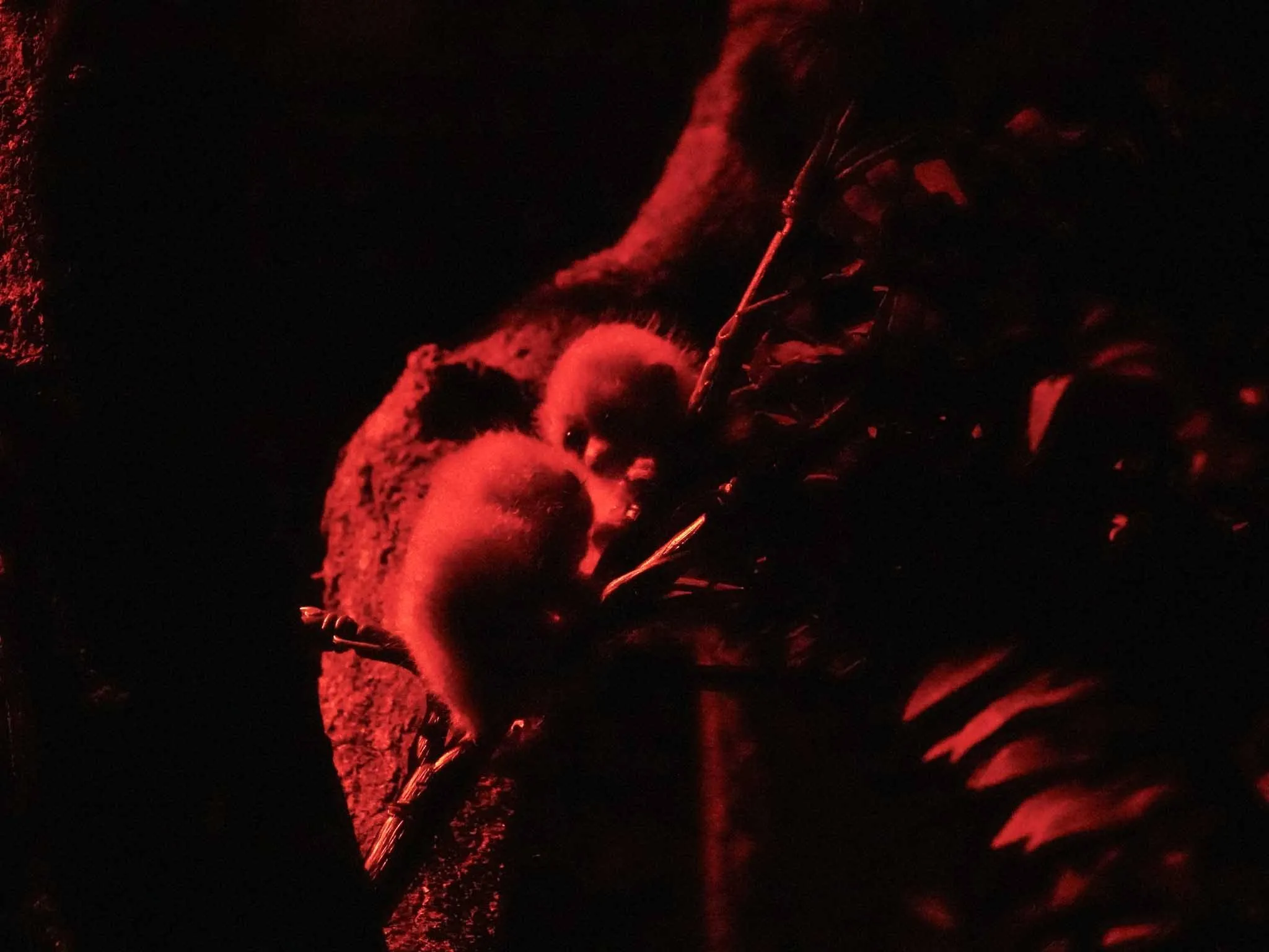 plompe lori geboren dierenpark amersfoort 1