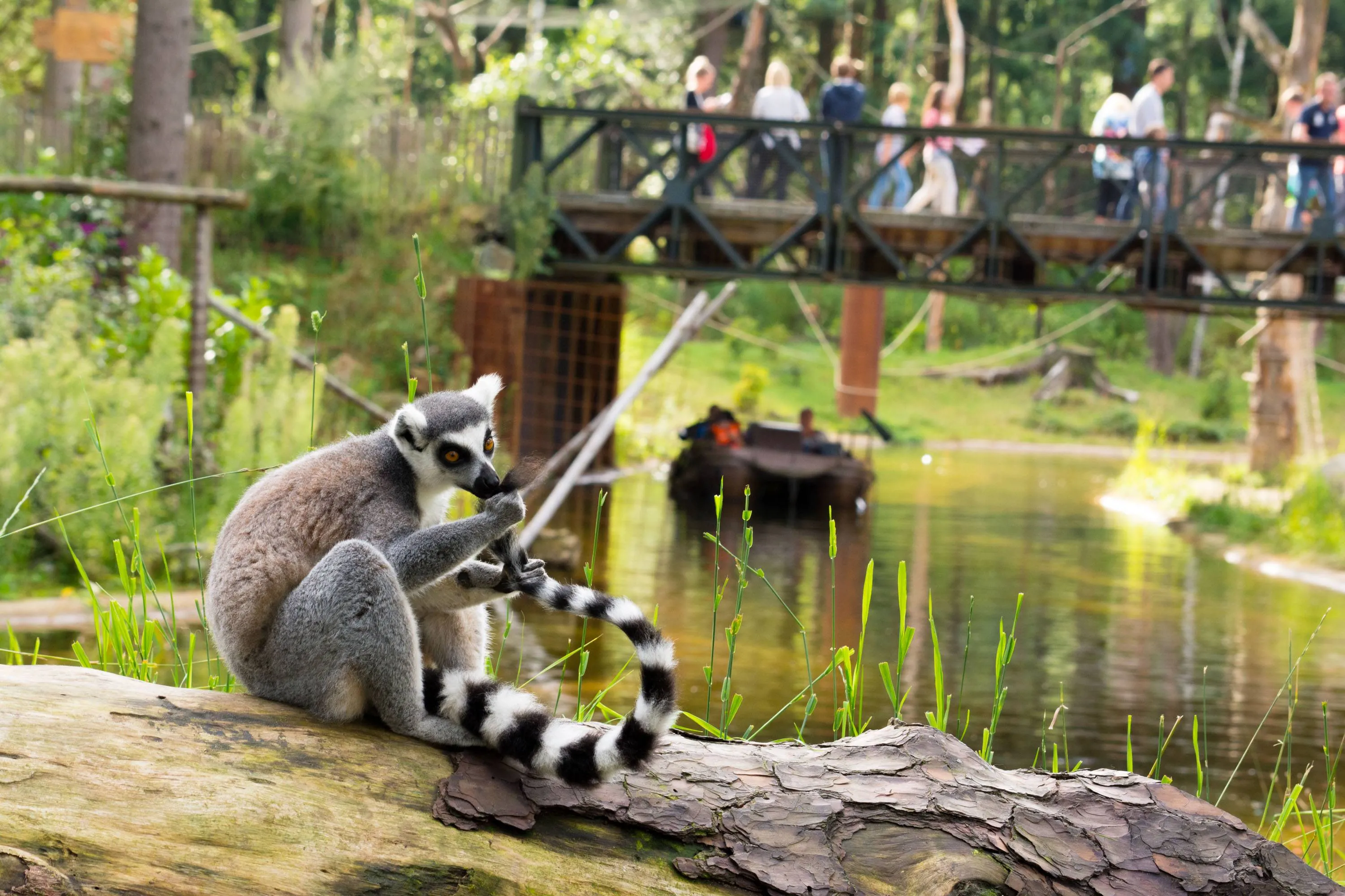het natuurbeschermingsproject dat de ringstaartmaki op madagaskar beschermt komt als winnaar uit de bus tijdens de wilde wildlife week