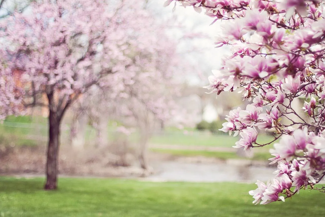 magnolia trees 556718 1280