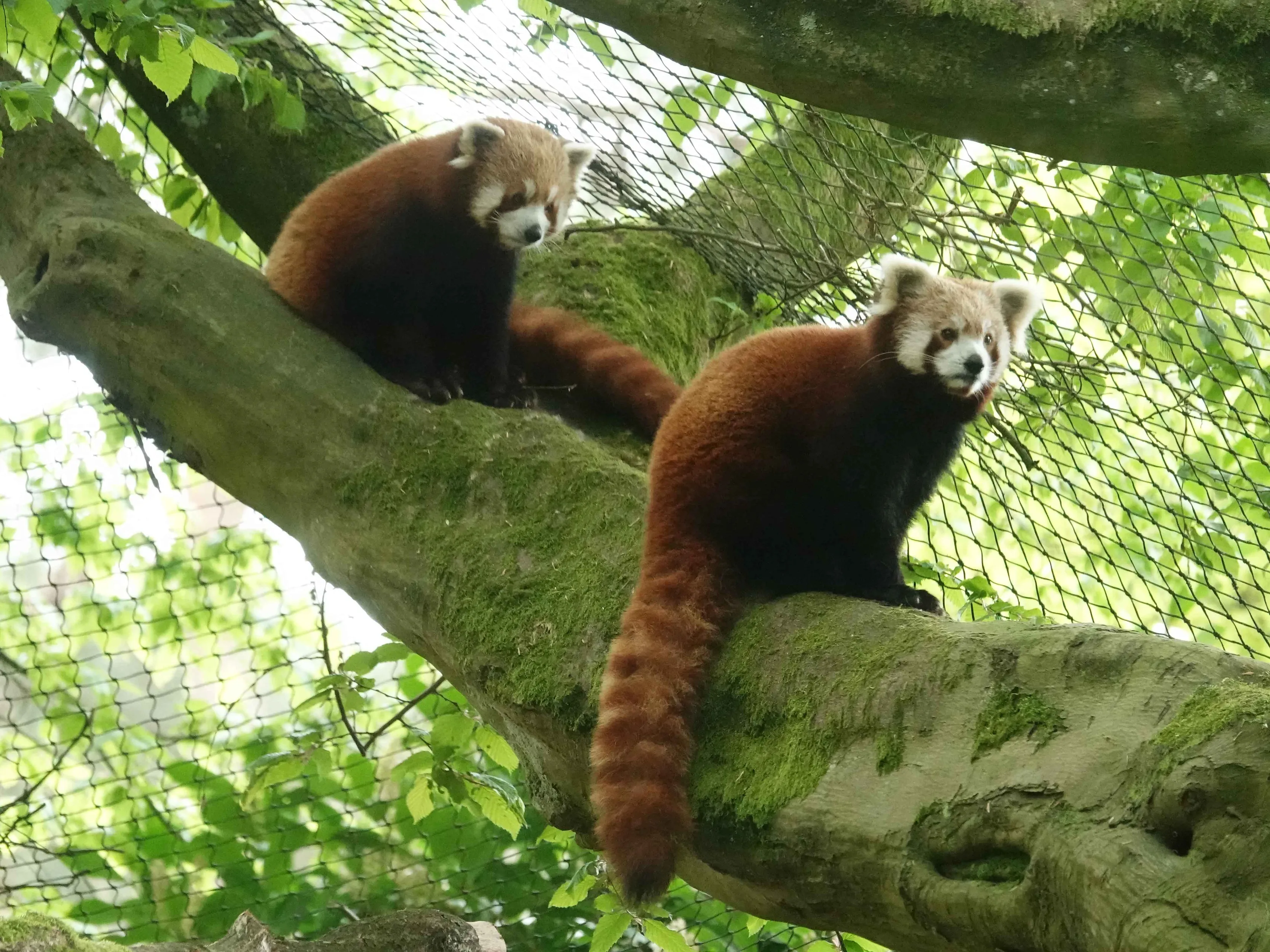 de dieren leven en slapen hoog in de bomen het verblijf van shanti en kawai is daarom ingericht met veel bomen en takken