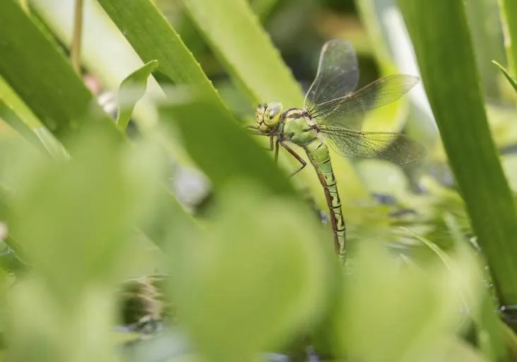 groene glazenmaker op krabbenscheer