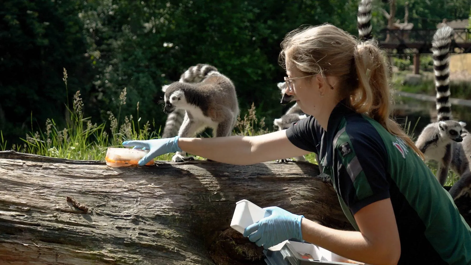 nu de temperaturen blijven stijgen krijgen de dieren in dierenpark amersfoort een ijskoude traktatie voorgeschoteld