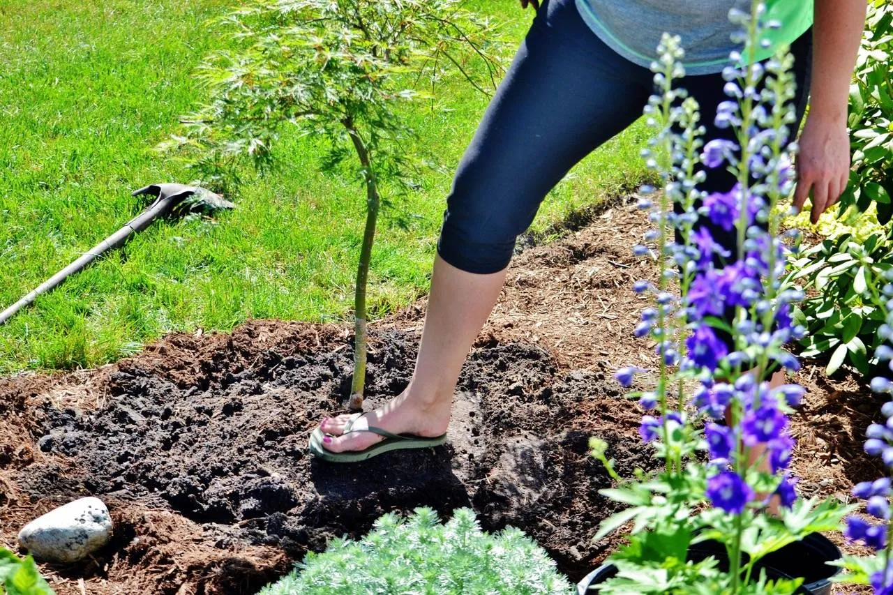 boom planten in de tuin