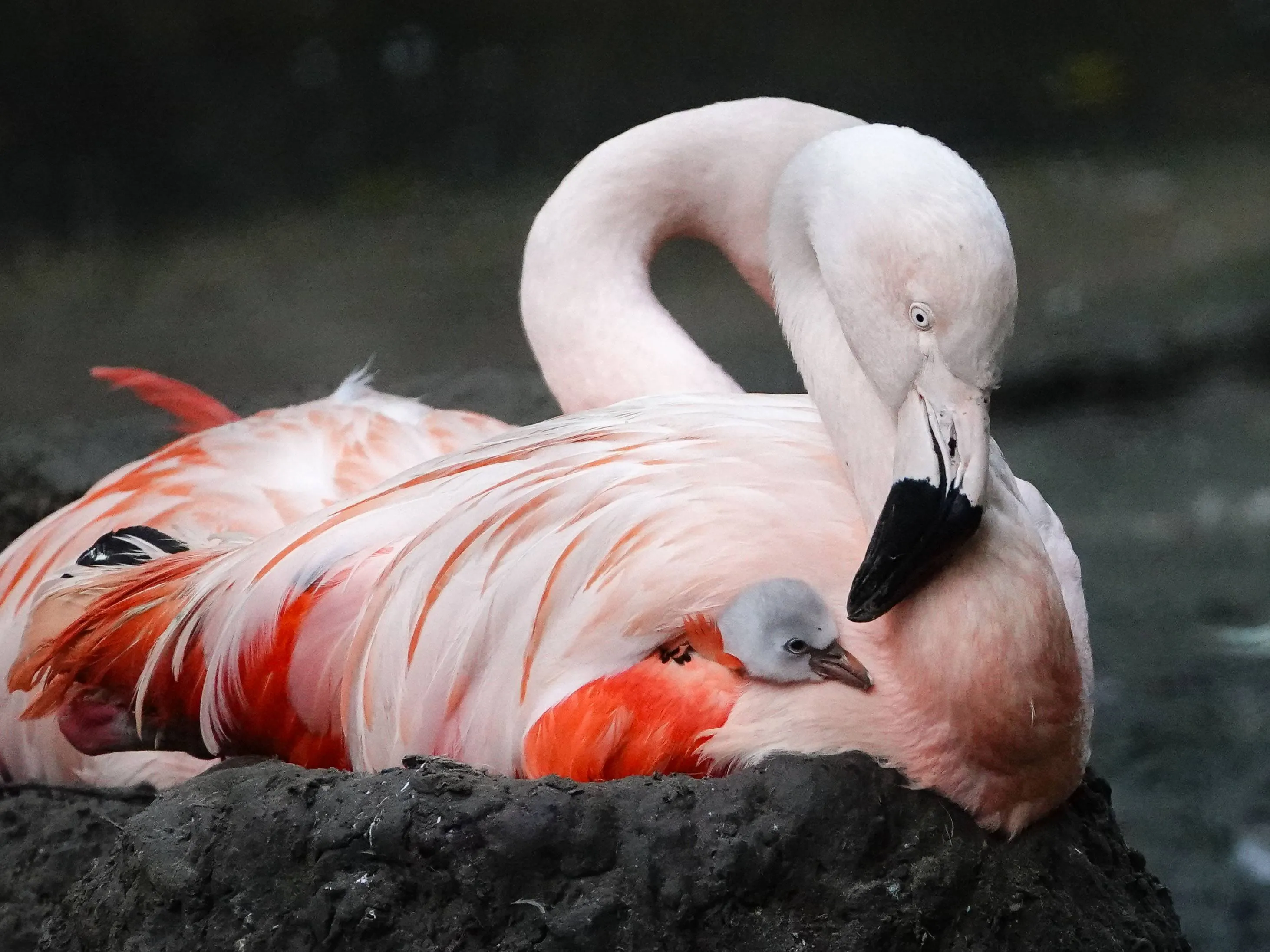 De vogel wordt uitstekend verzorgd door beide ouders
