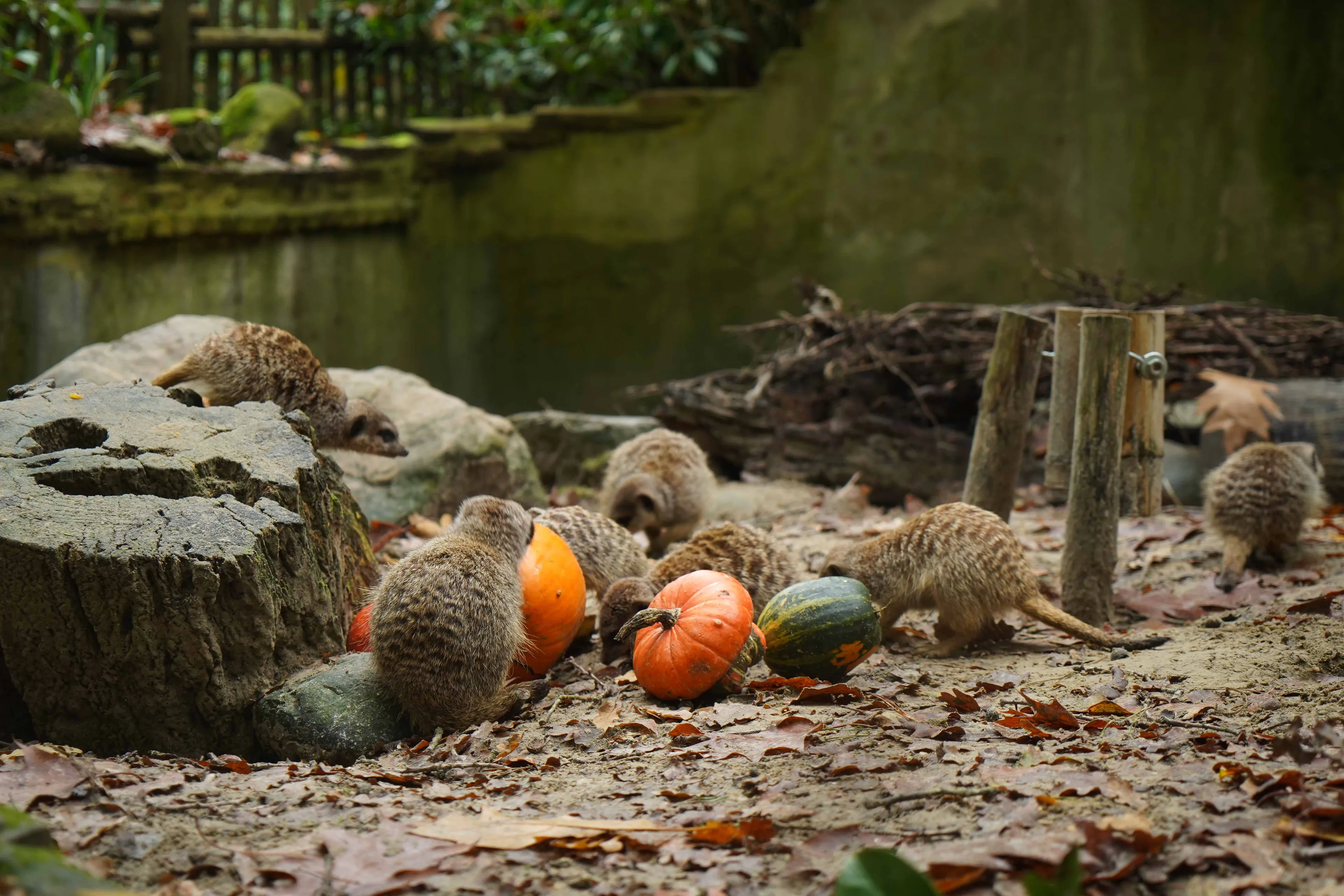 De stokstaartjes liepen nieuwsgierig op de pompoenen af en zochten de beste manier om de insecten te bemachtigen
