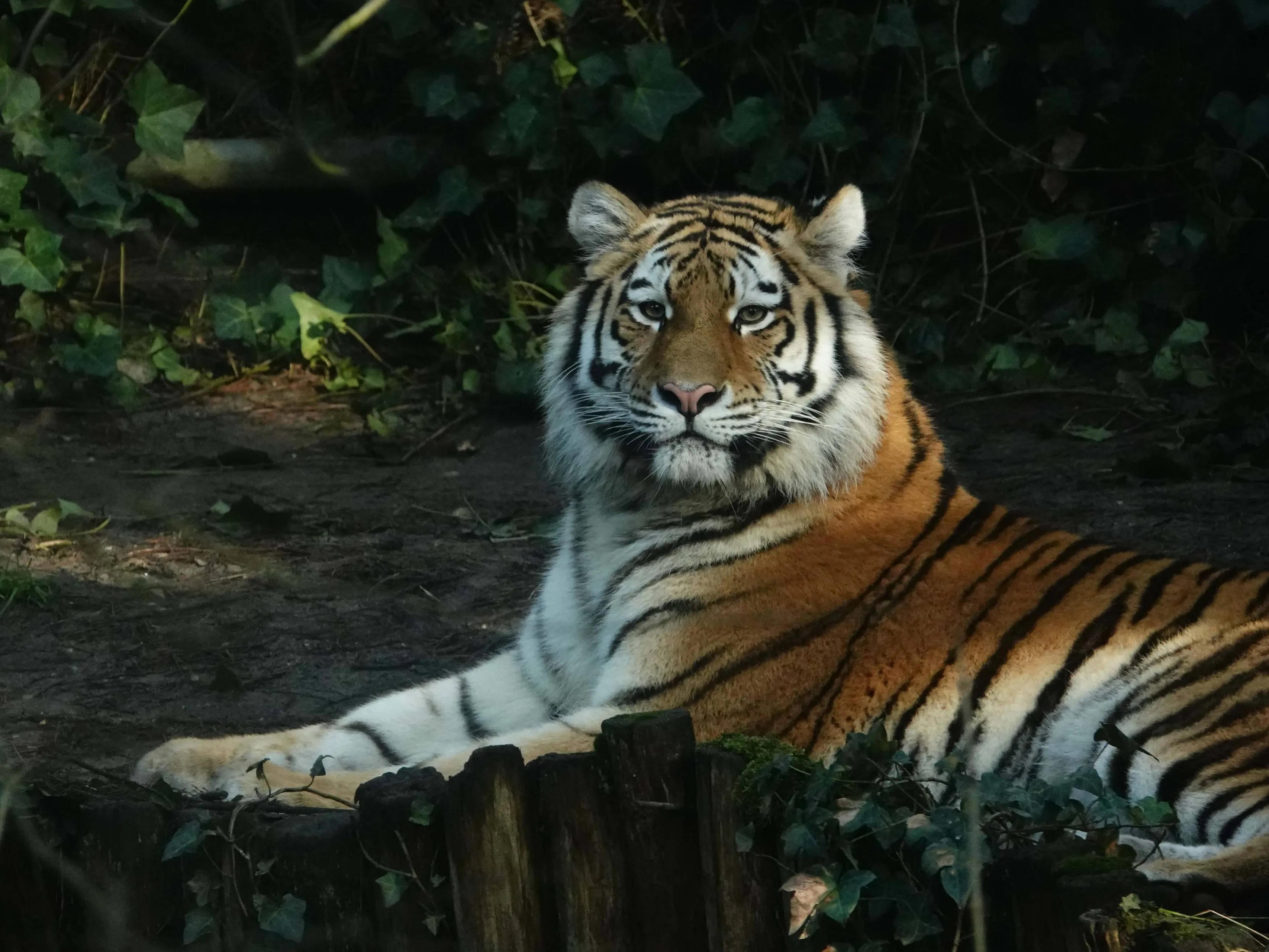 Er is een nieuwe tijgervrouw aangekomen in DierenPark Amersfoort