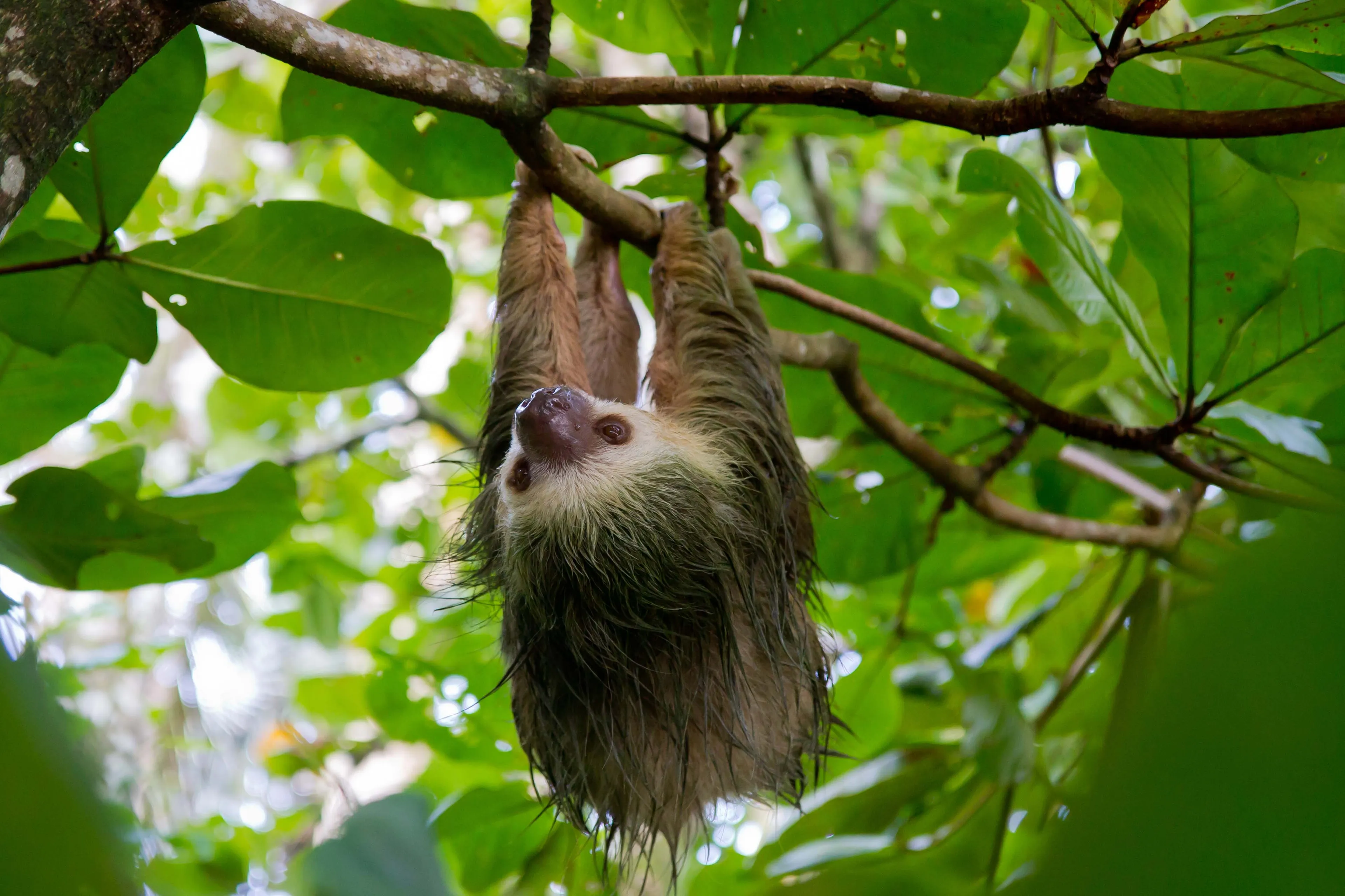 Niet alleen de luiaard, ook de chimpansee, brilbeer en zwartvoetpinguïn krijgen tijdens het evenement extra aandacht