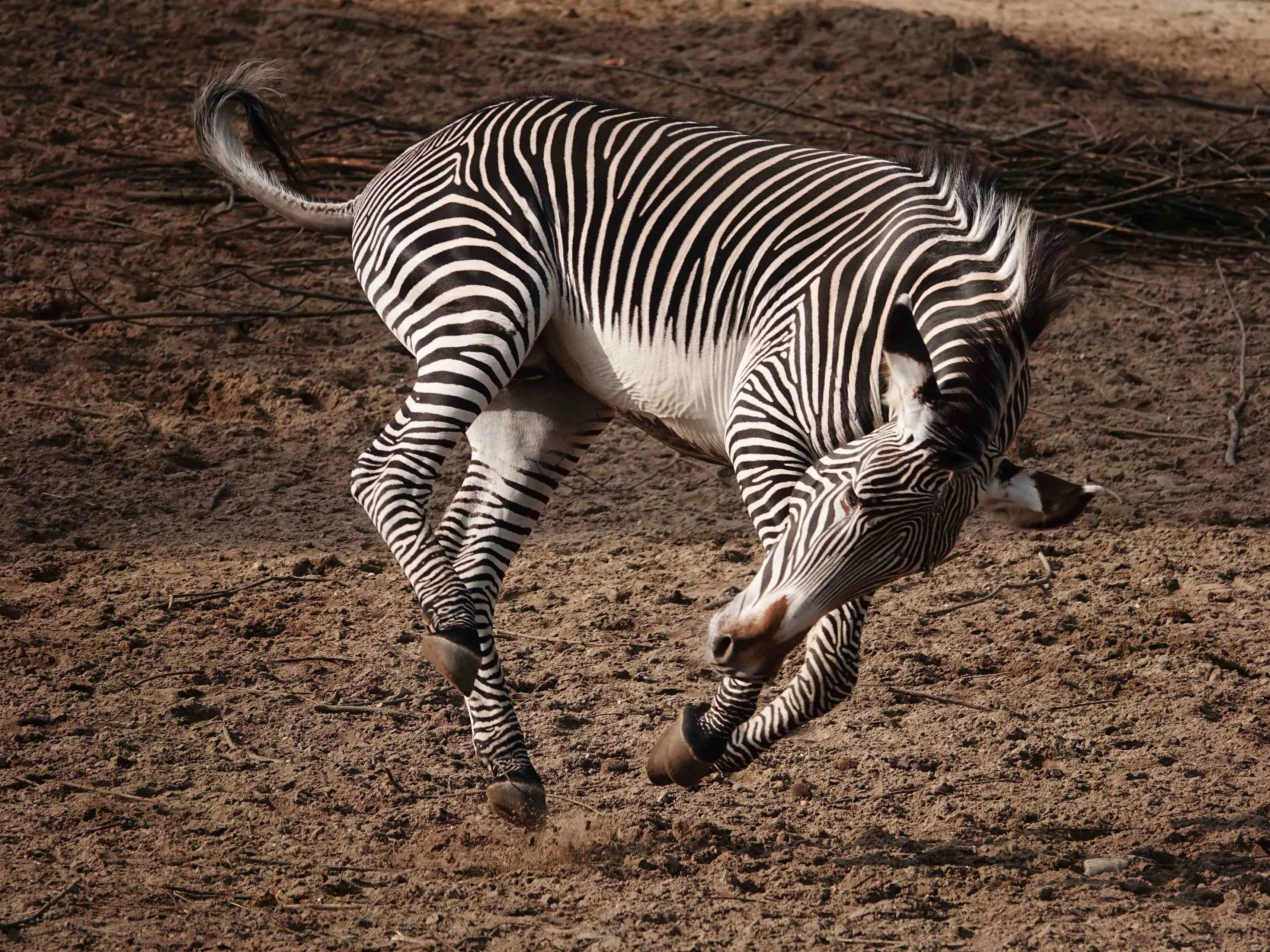 De komende vier maanden is de nieuwe hengst door bezoekers te bewonderen op de Savanne