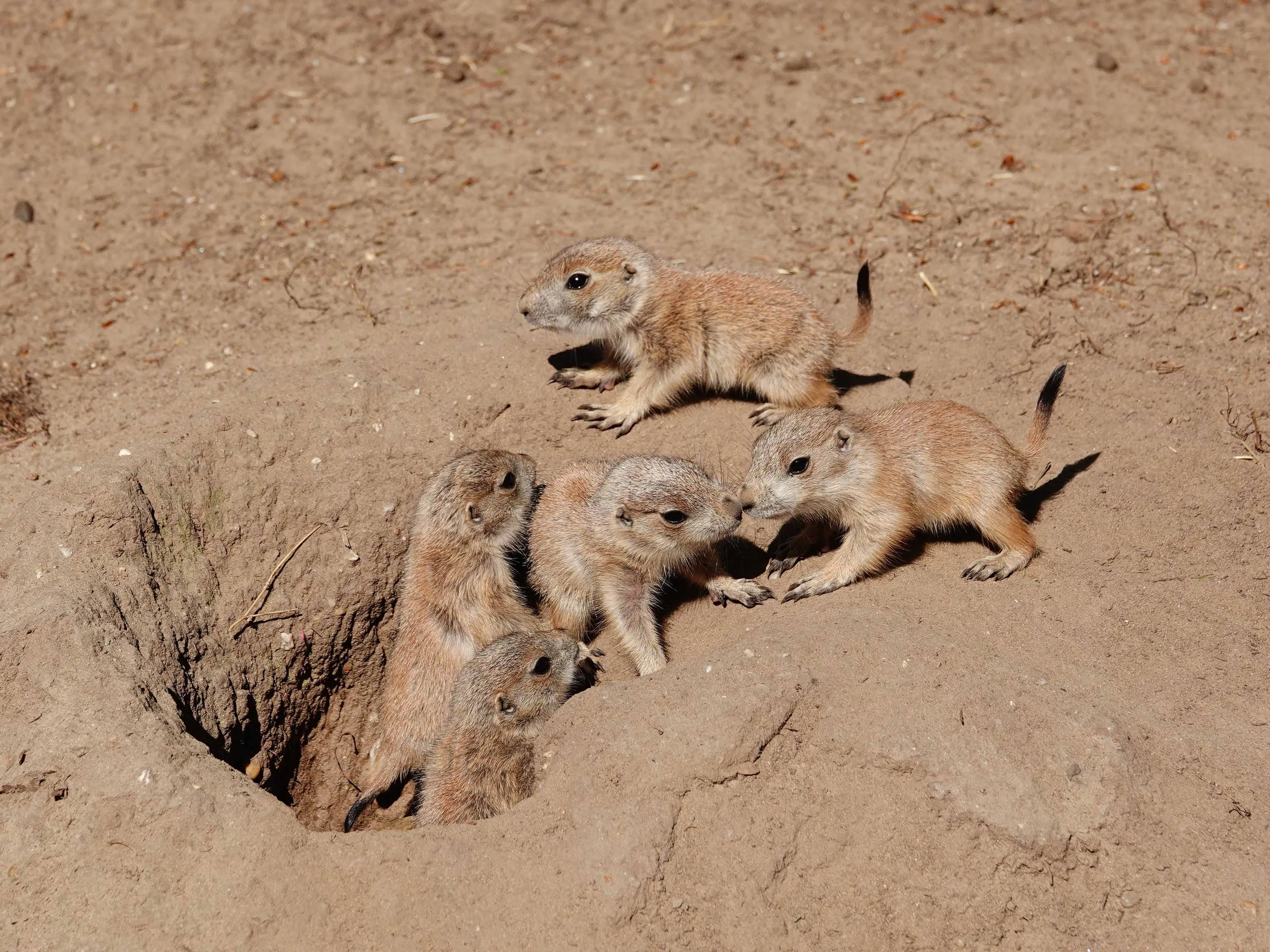 De eerste weken na de geboorte leven de jongen onder de grond, in de gangenstelsels die de prairiehondjes zelf hebben gegraven