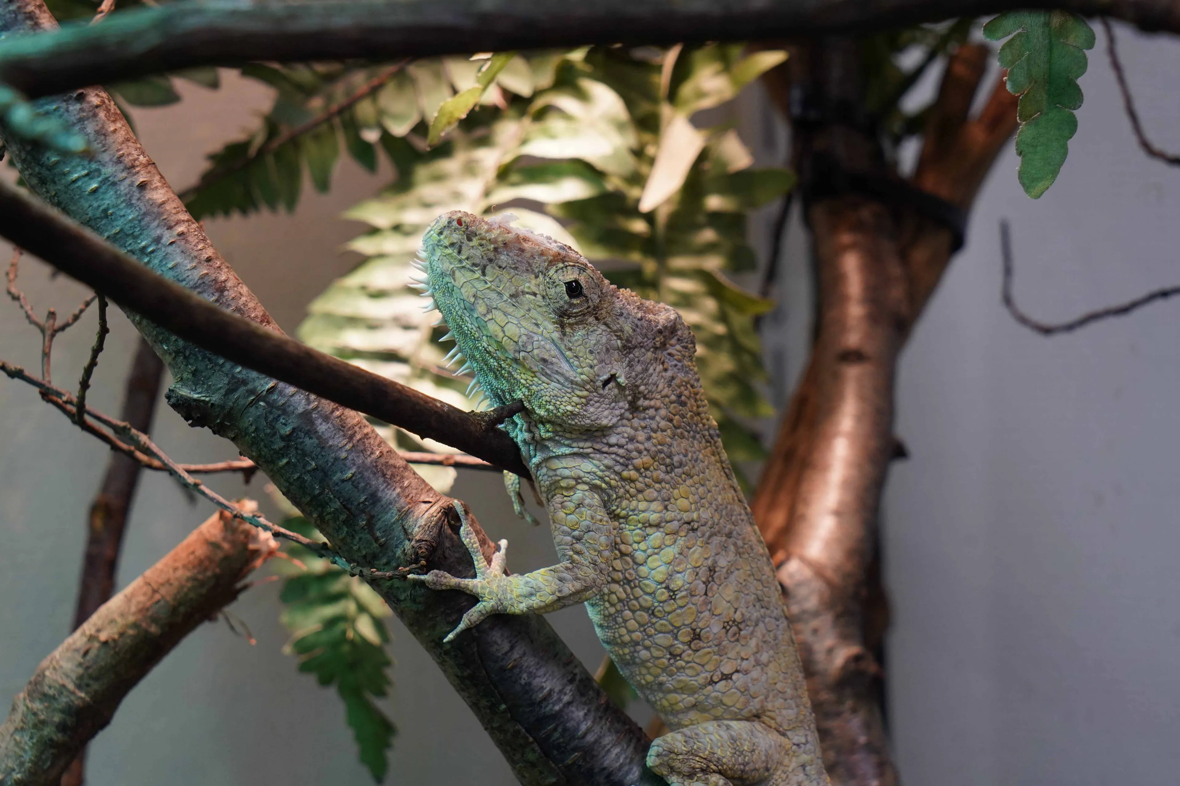 De valse kameleon kan net als een echte kameleon van kleur veranderen, maar krijgt geen felle kleuren.JPG