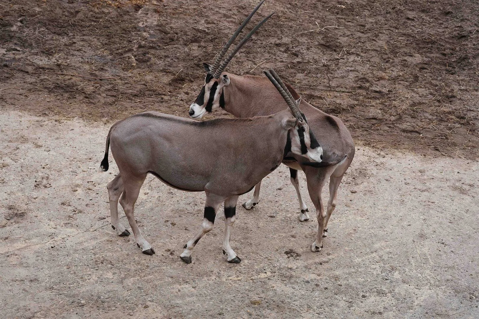 De zesjarige man komt uit een dierenpark in Duitsland. Hij vergezelt de vijfjarige vrouw op de Savanne