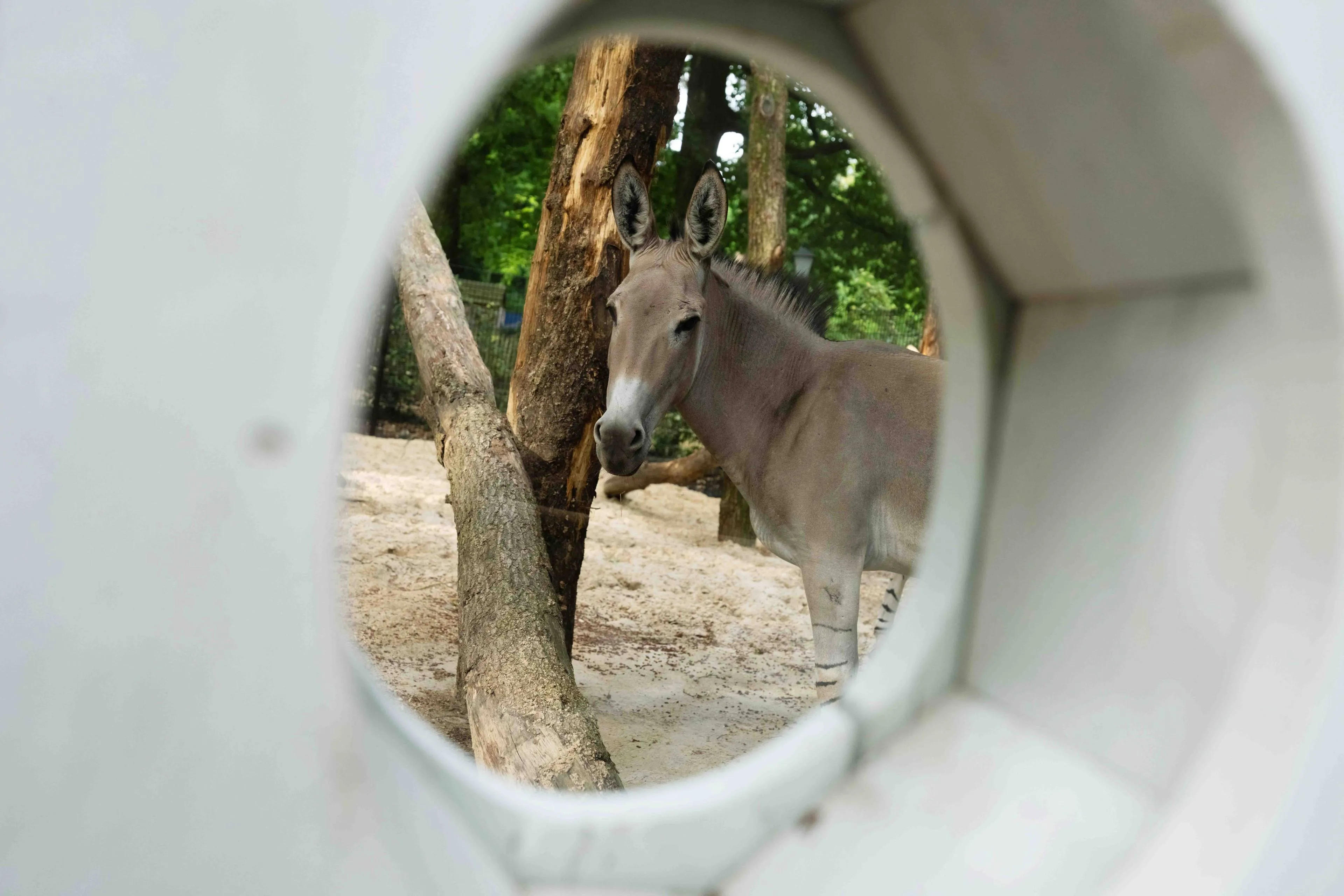 Hopelijk kunnen we in de toekomst ezelsveulens verwelkomen in DierenPark Amersfoort en daarmee bijdragen aan de instandhouding van deze zeer zeldzame soort