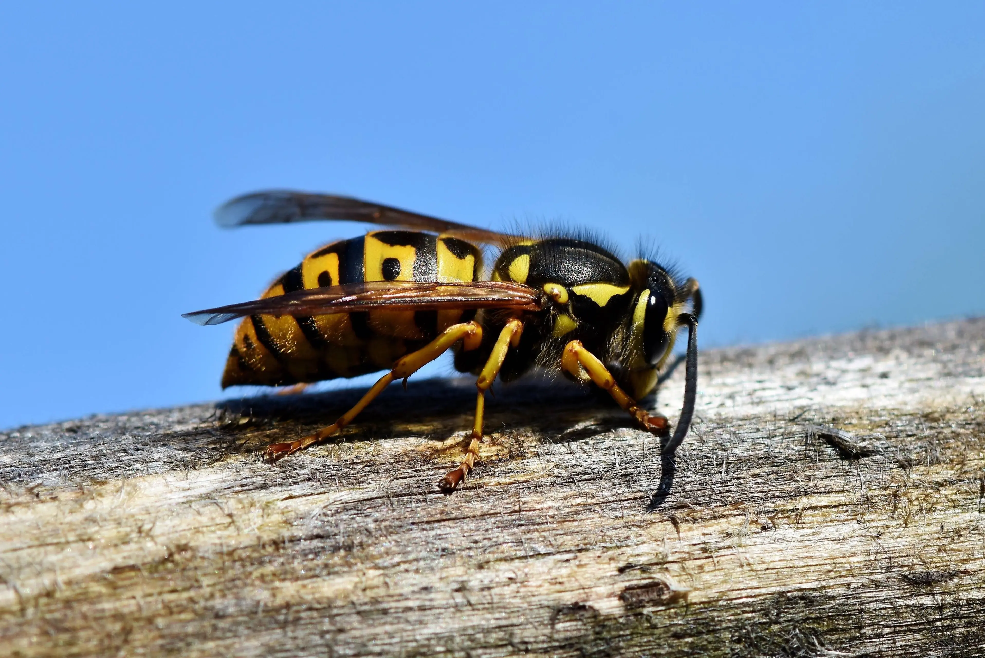 ralphs_fotos-hornet-3336385