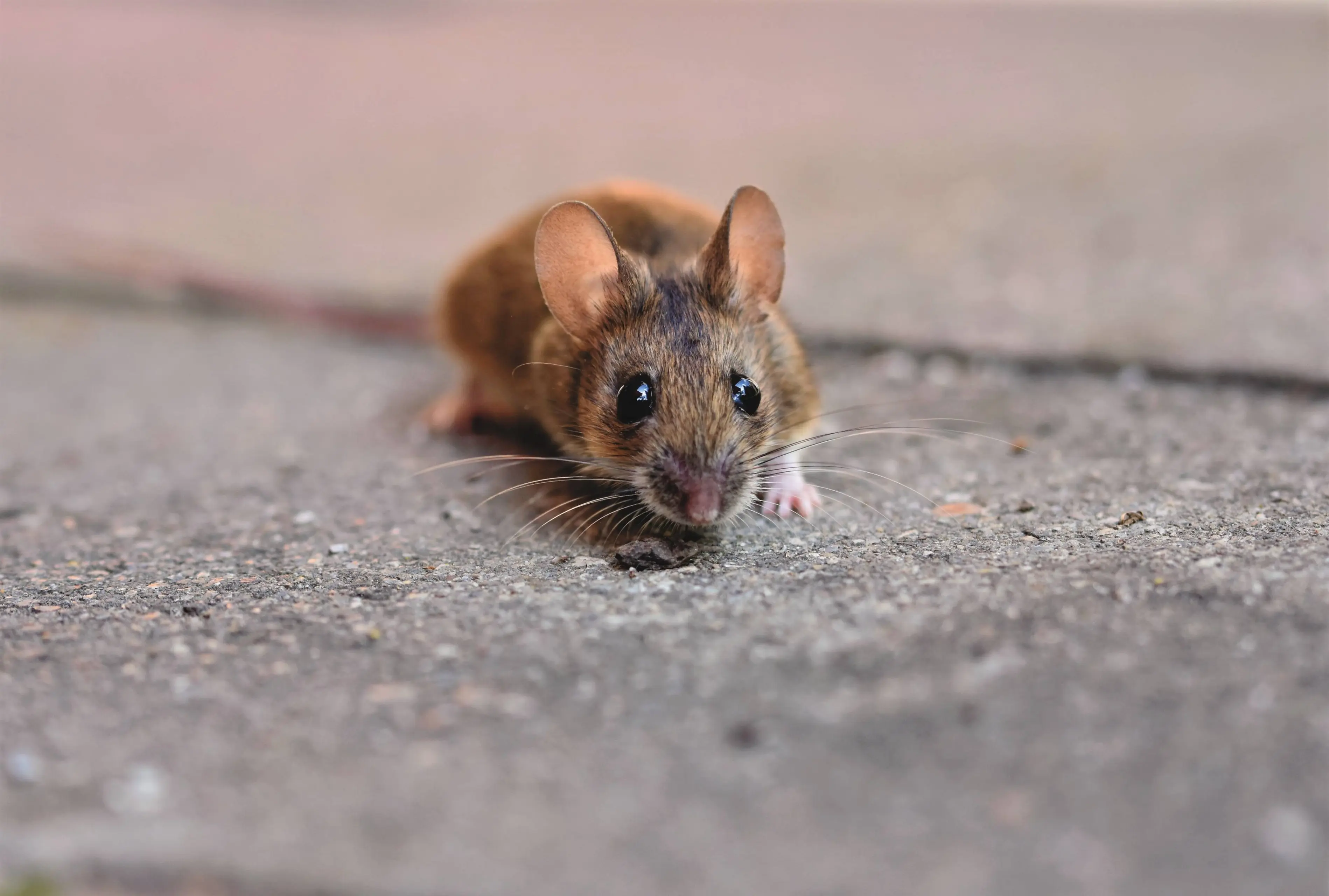 ralphs_fotos-house-mouse-5090096