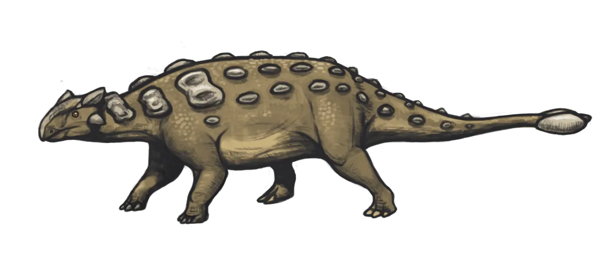 11 11 ankylosaurus magniventris
