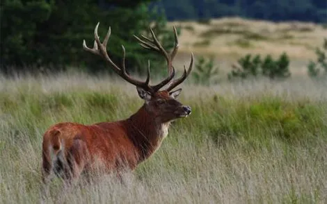 45970 fullimage de nieuwe wildernis een hert 470x294