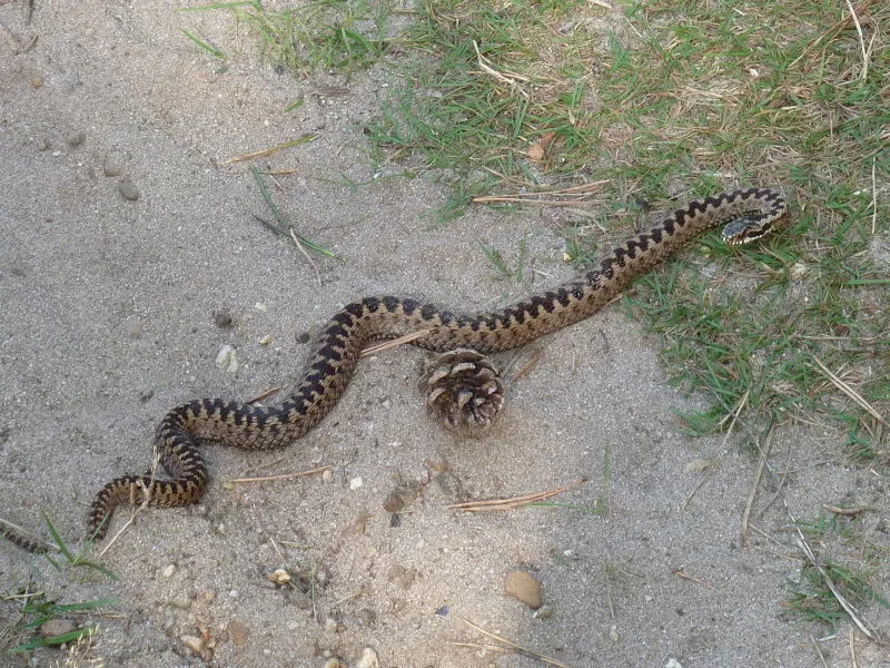 adder veluwe wordpress