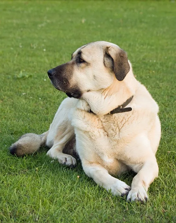 anatolische herder pixabay