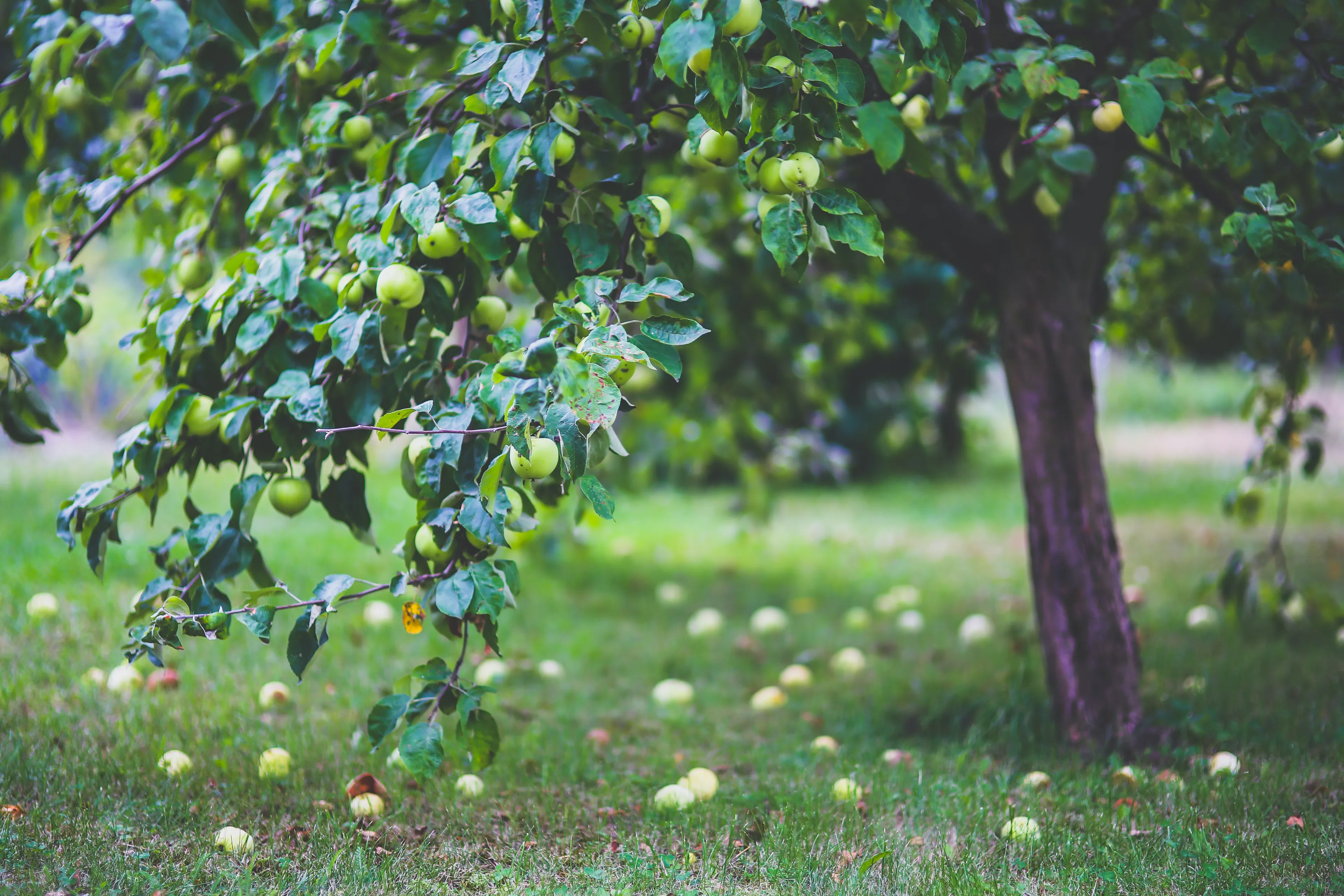 apple tree 6035