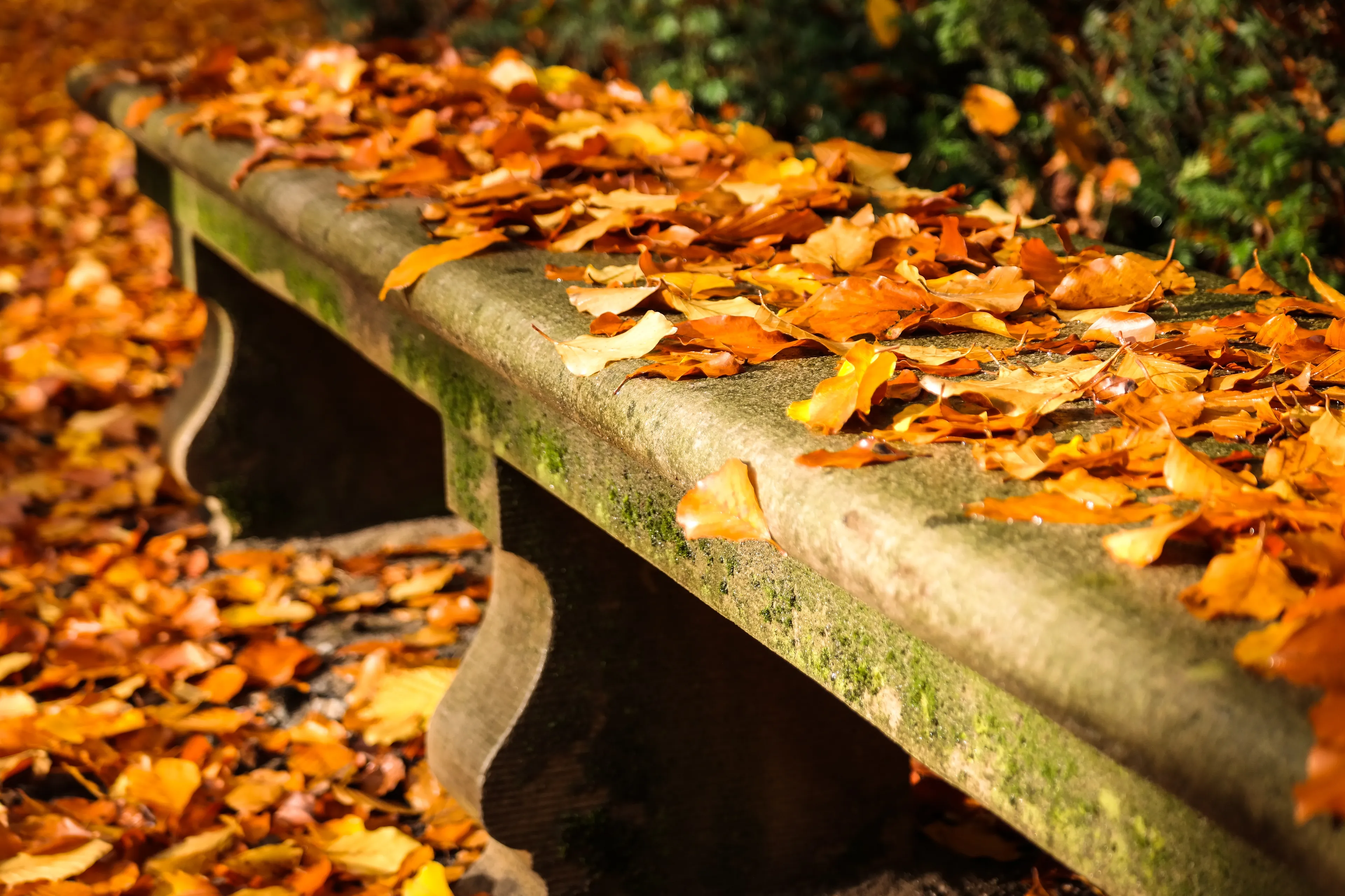 autumn 3836017