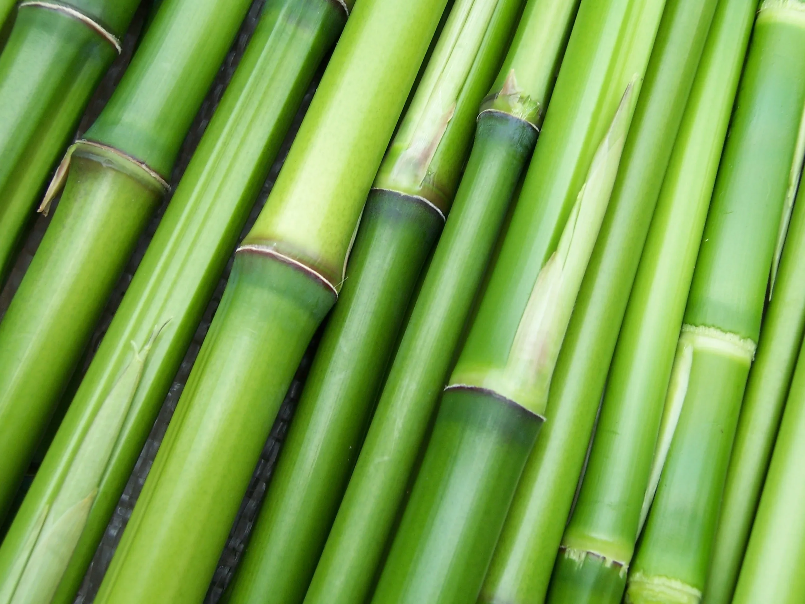bamboo 240321