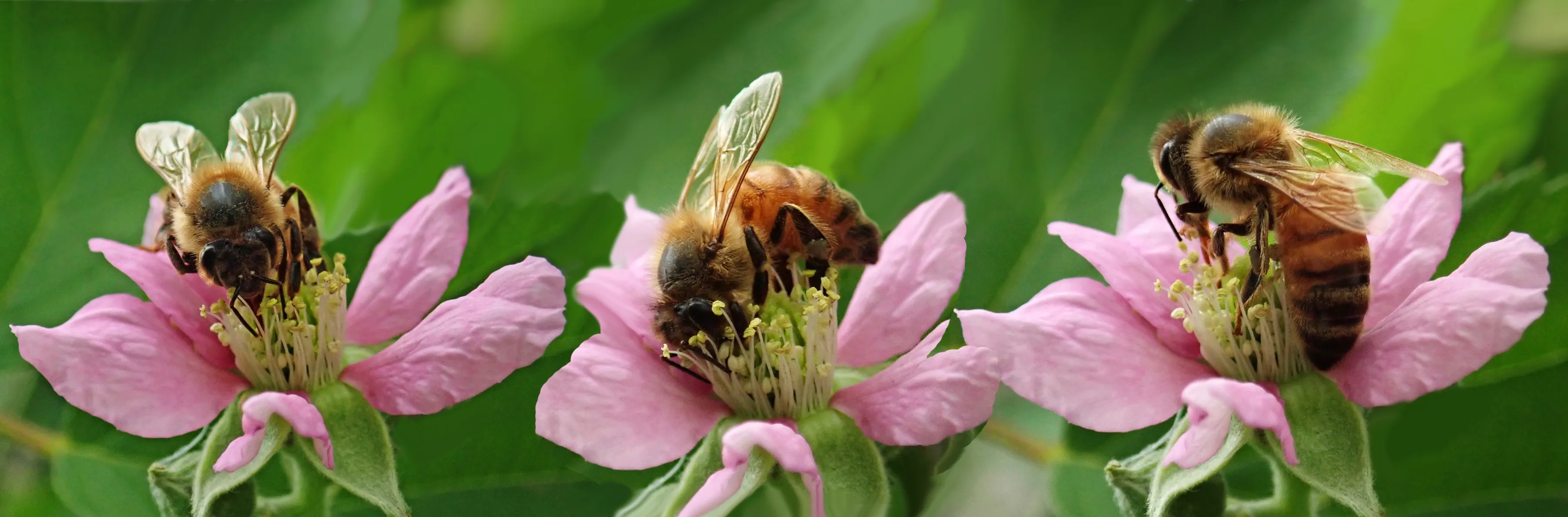 bees 4003580