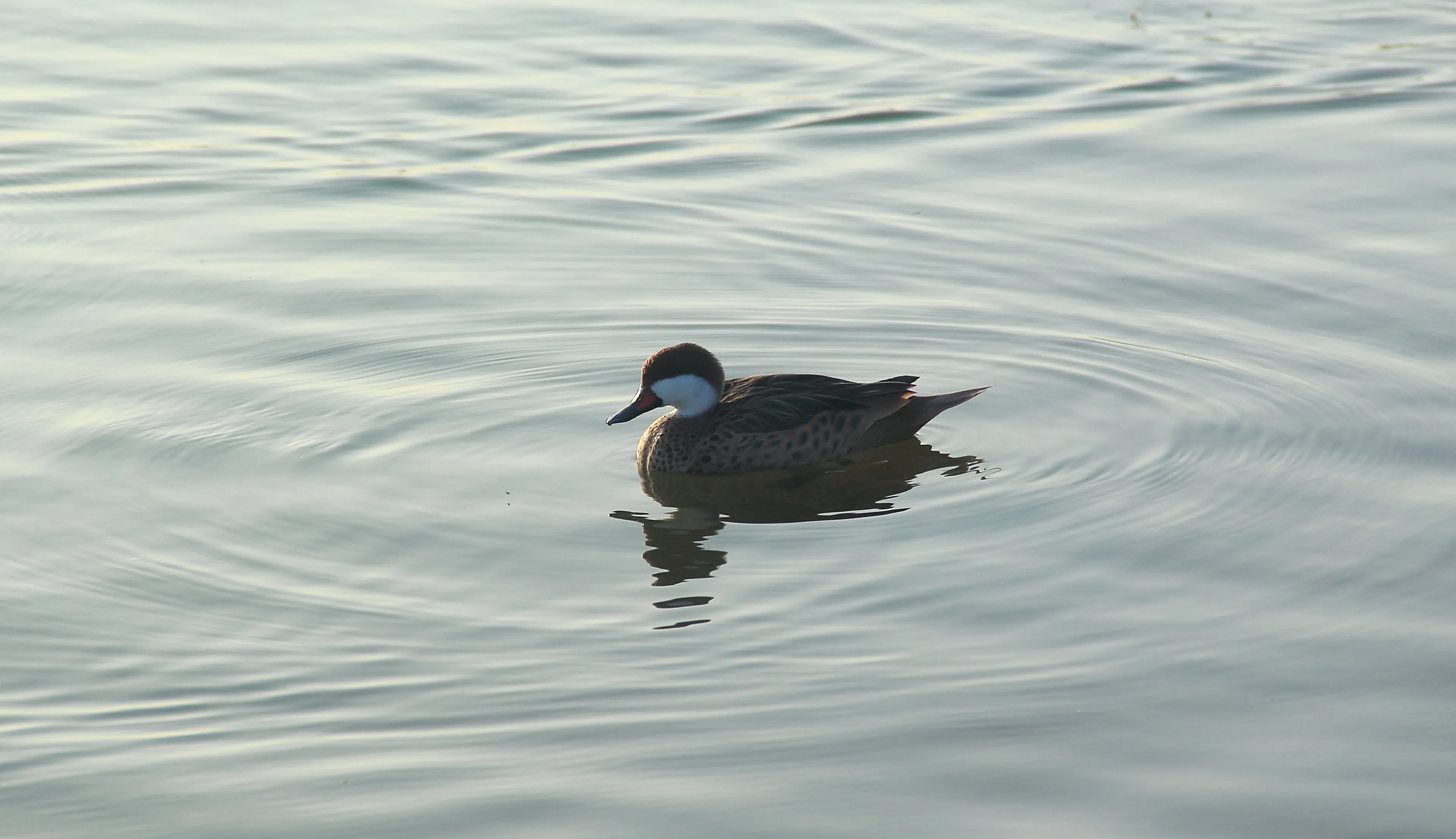 bird 3071551
