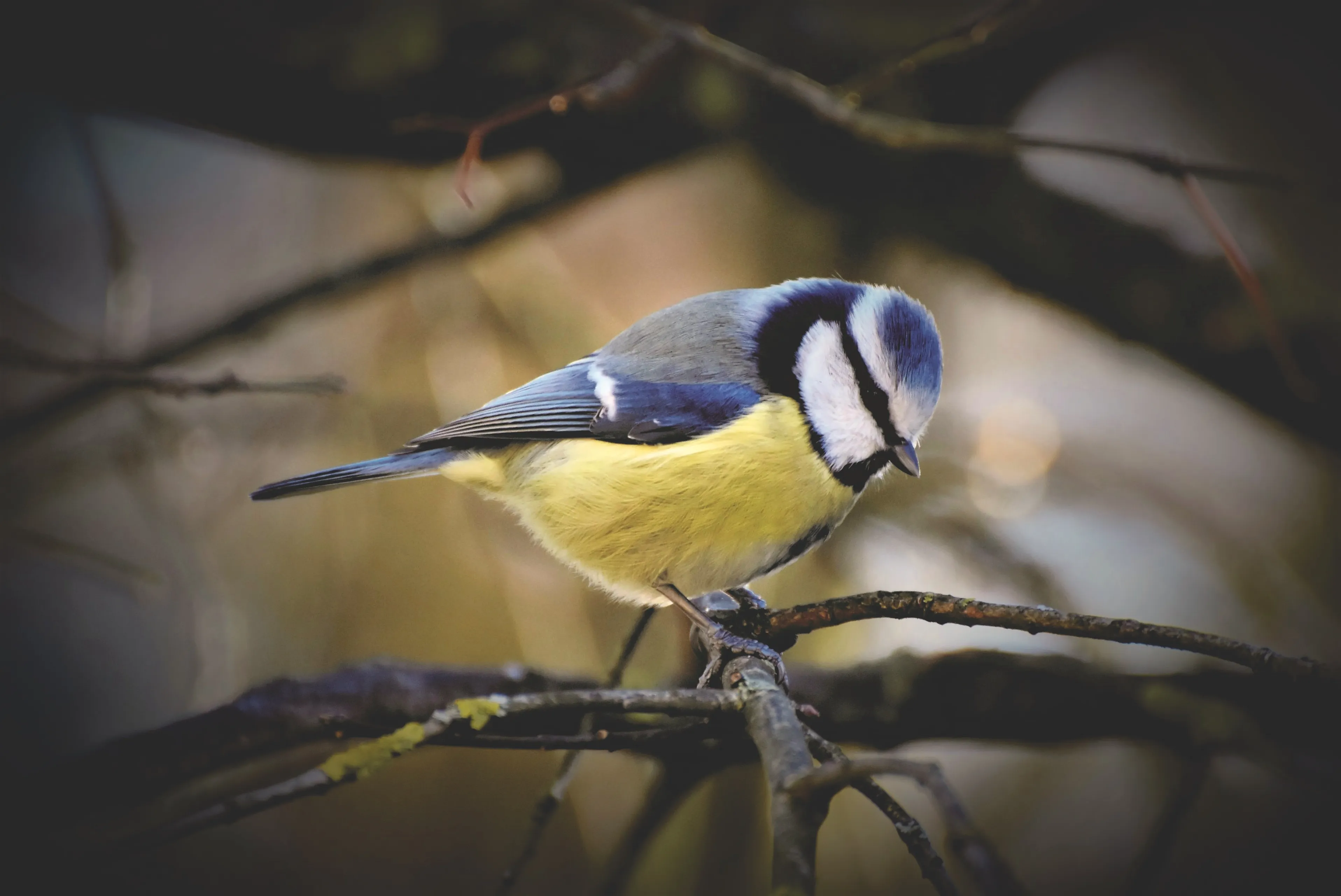 blue tit 4759446