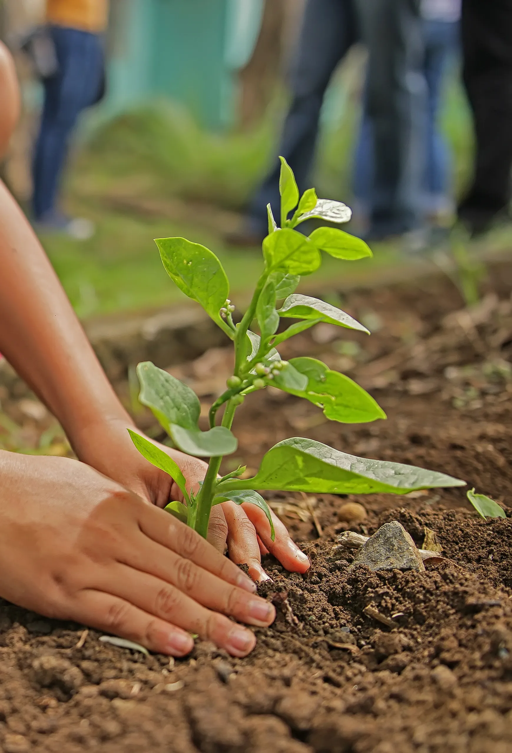 boom planten