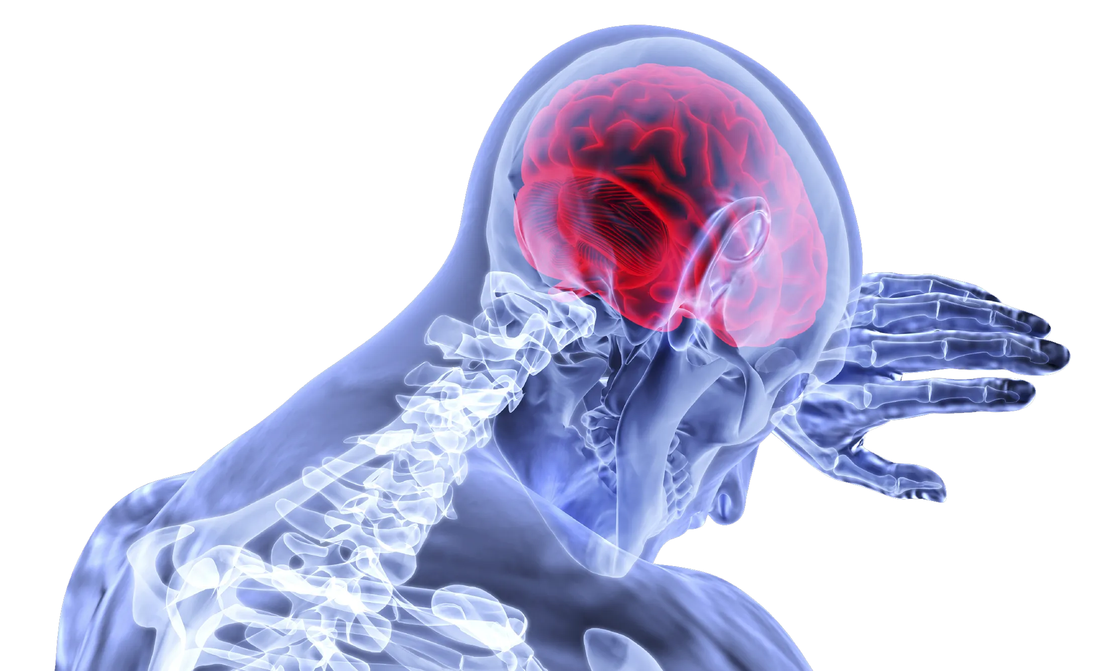 brain 3168269
