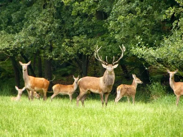 bronstroedel staatsbosbeheer