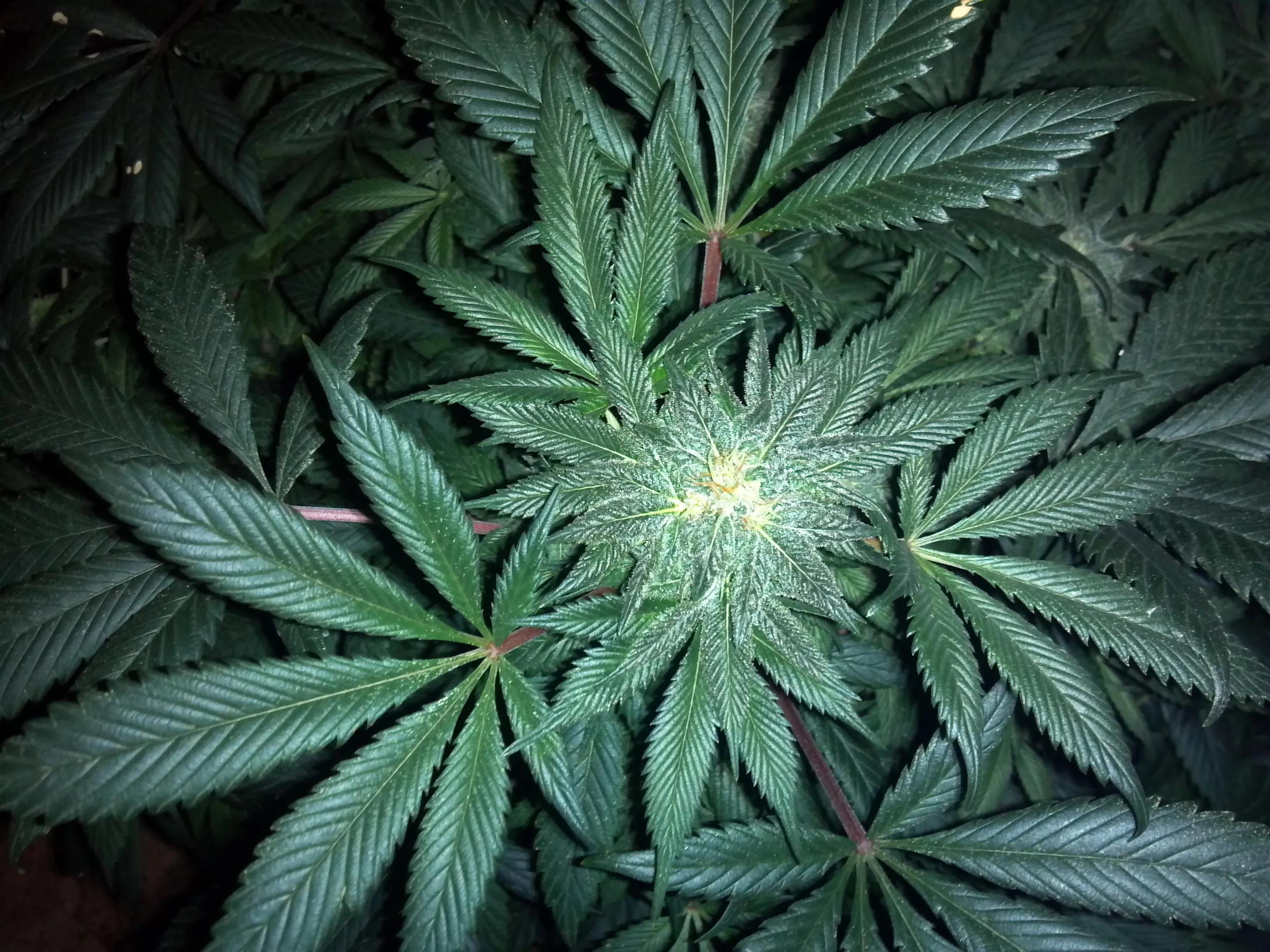 cannabis 313051