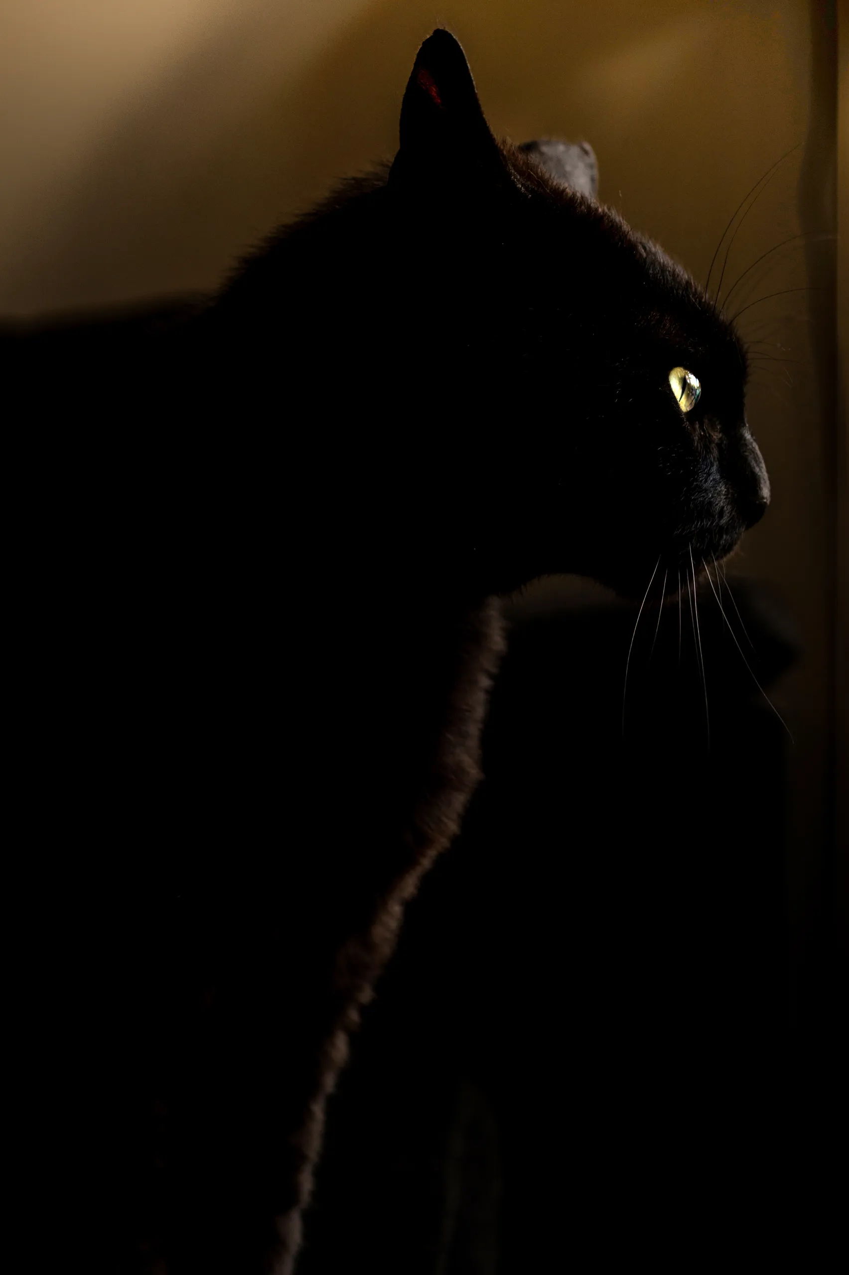 canva black cat