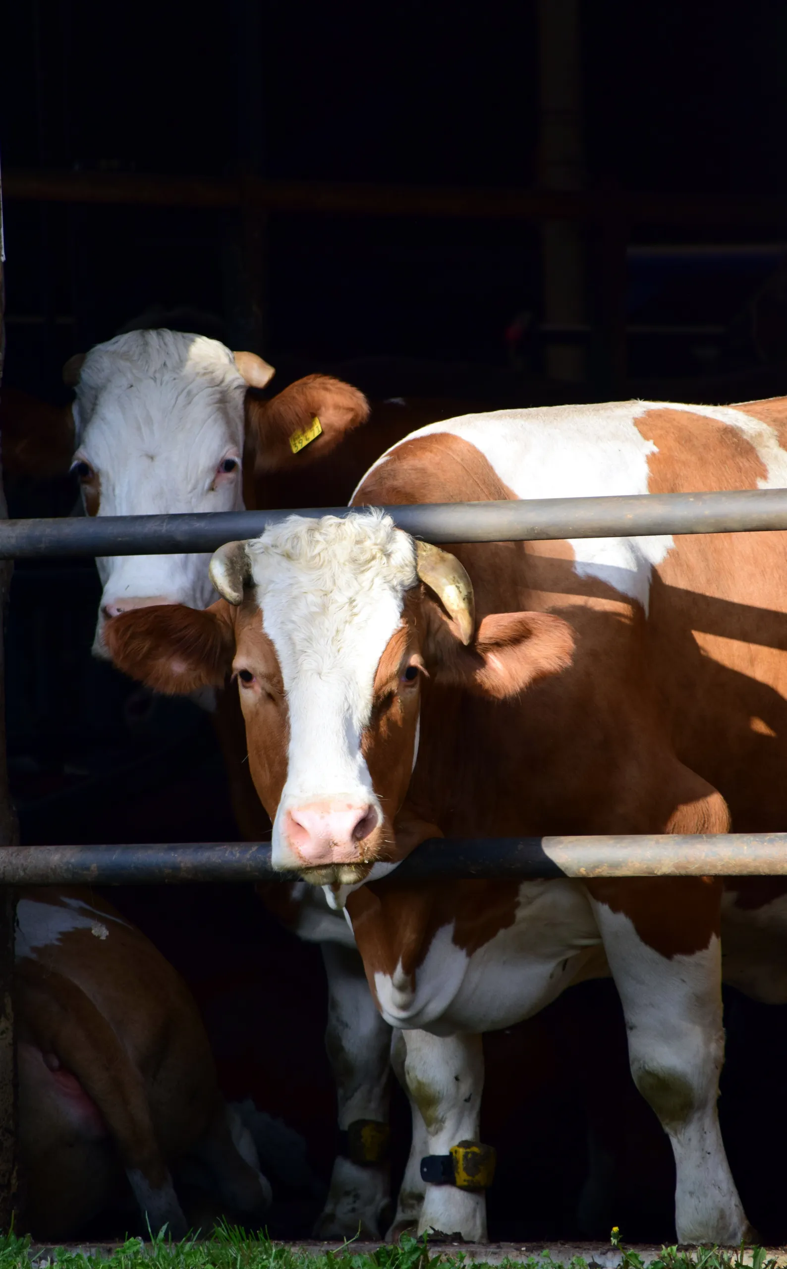 cow 2352971