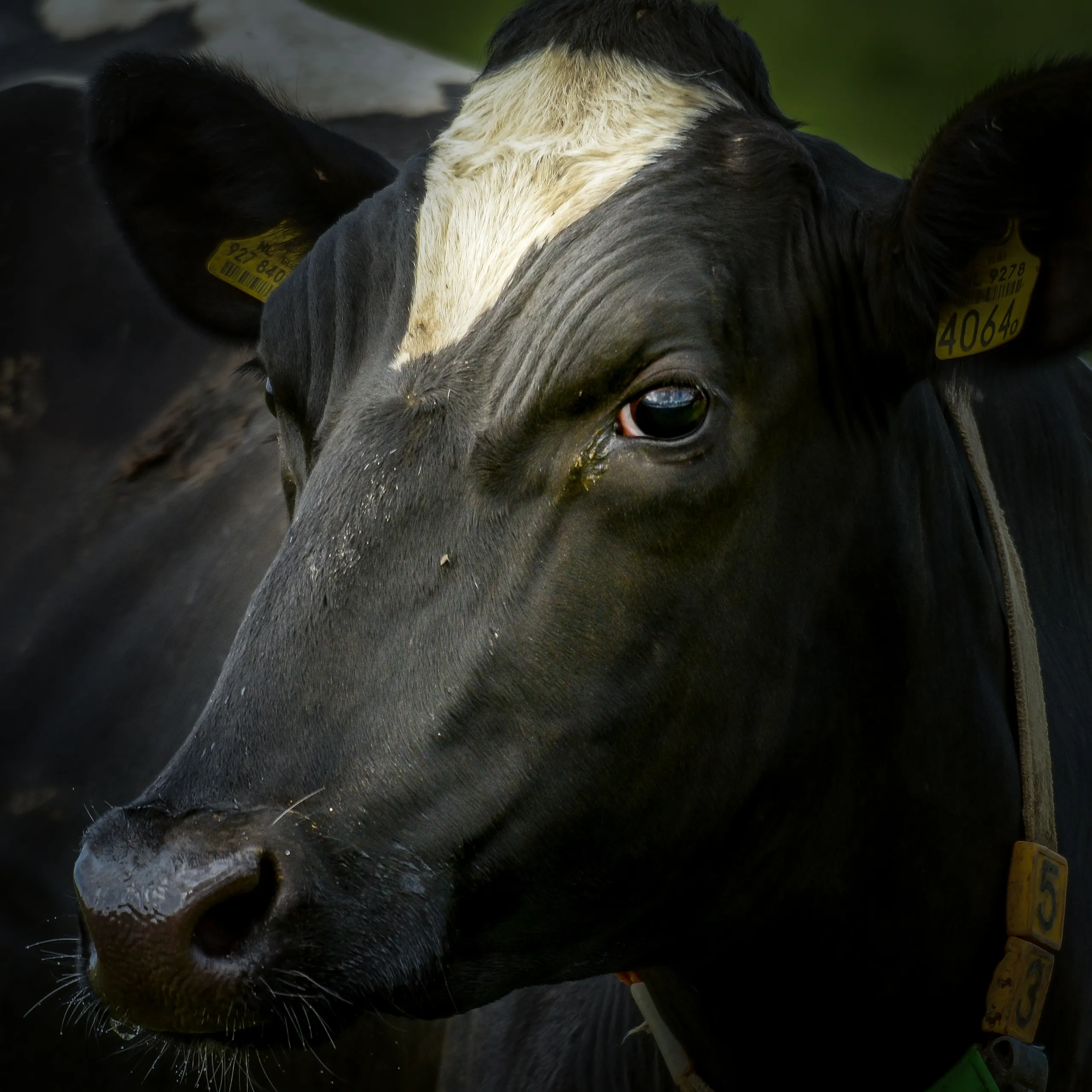 cow 2530412