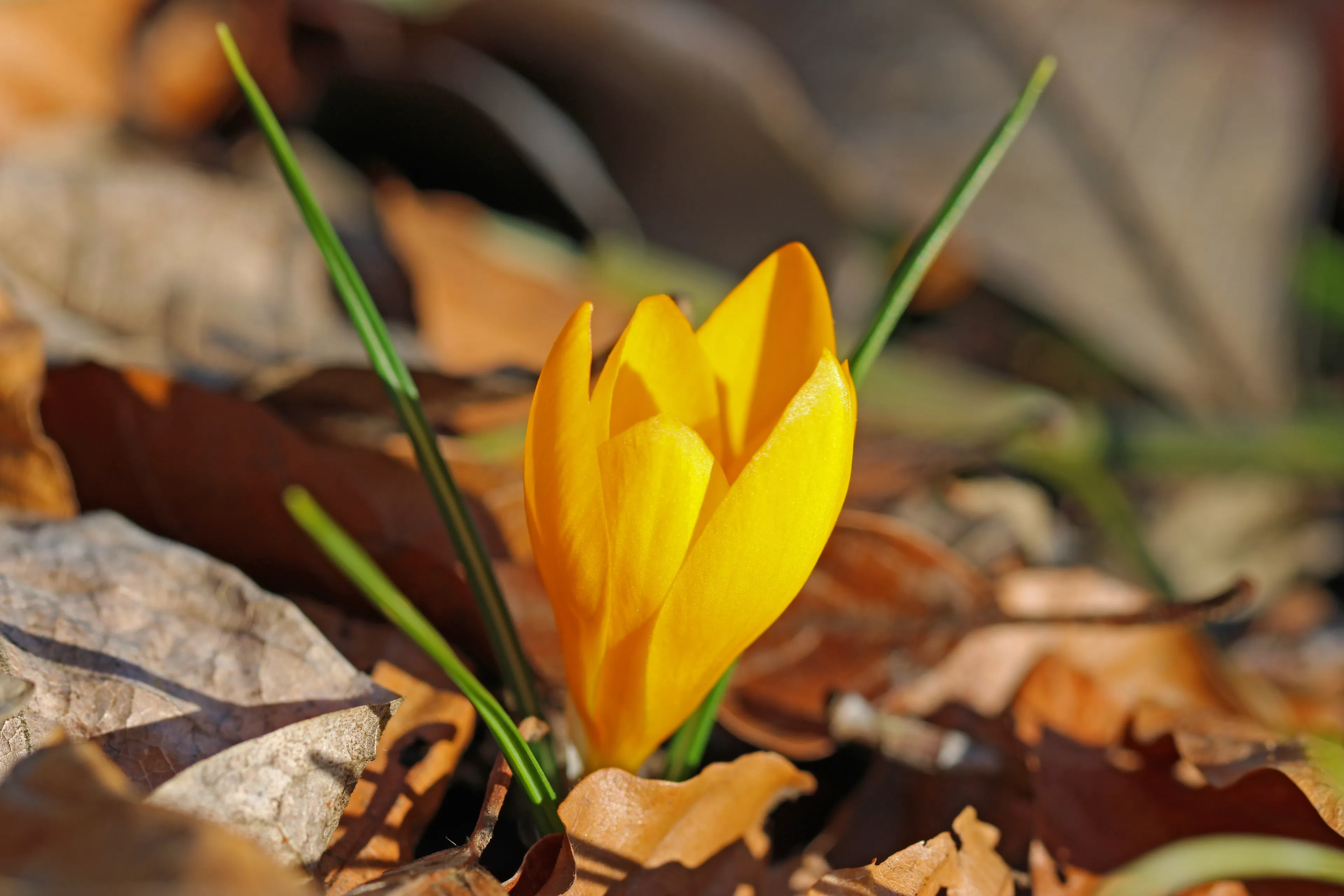 crocus 4043867