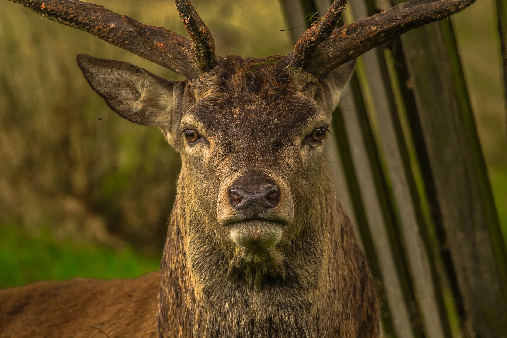 deer 952744 1920