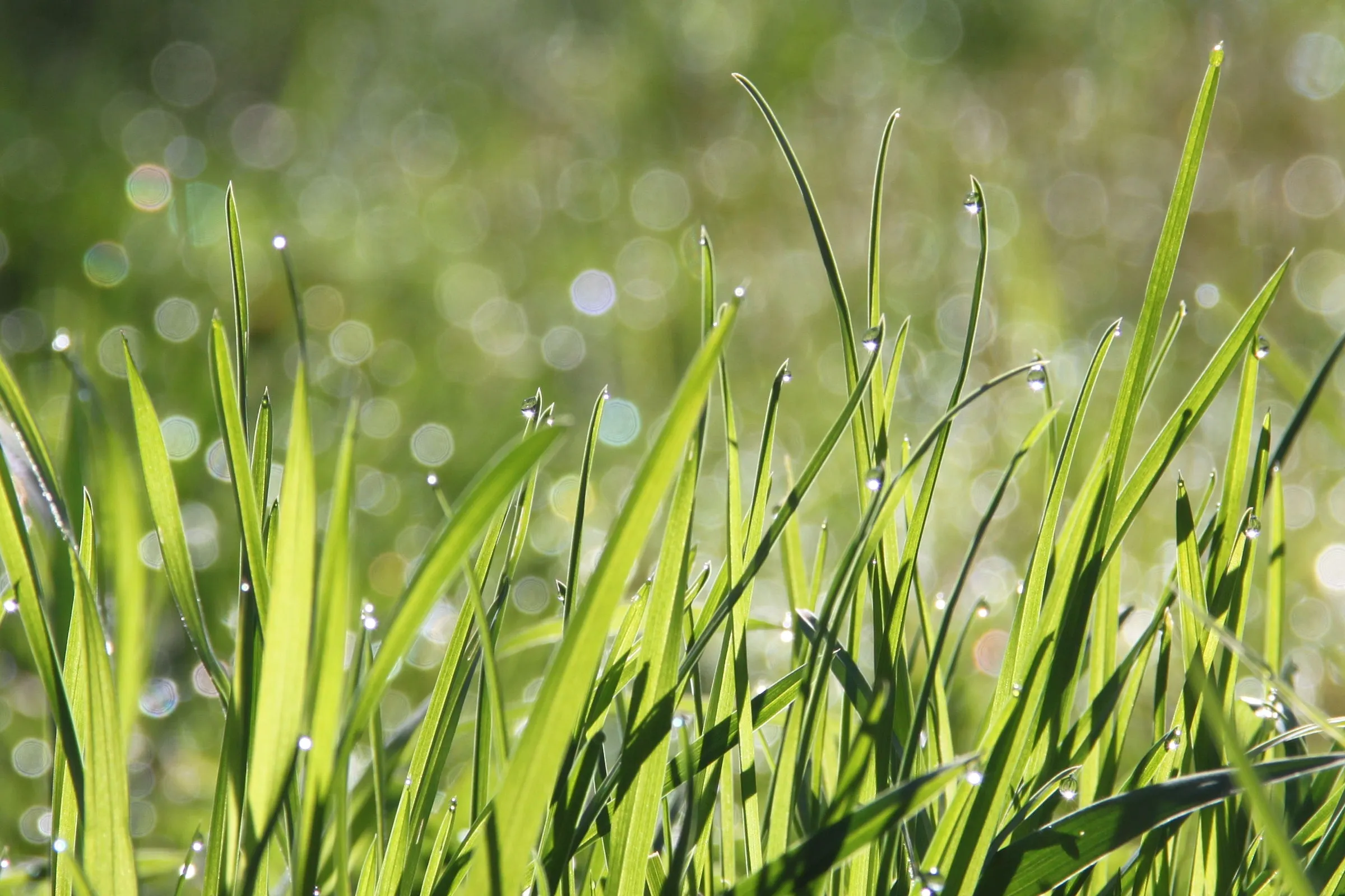 dew 1507498