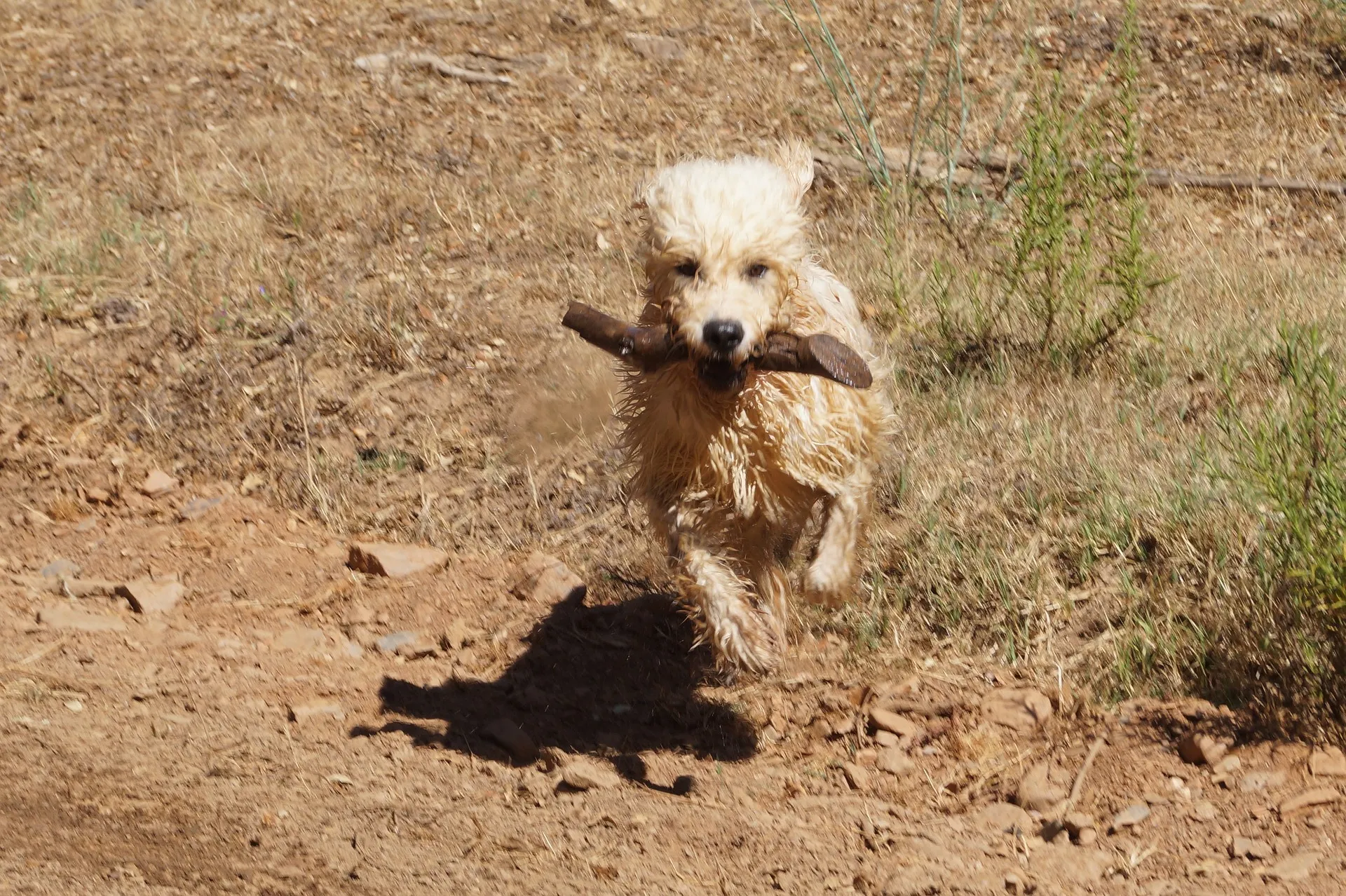 dog 1569131 1920