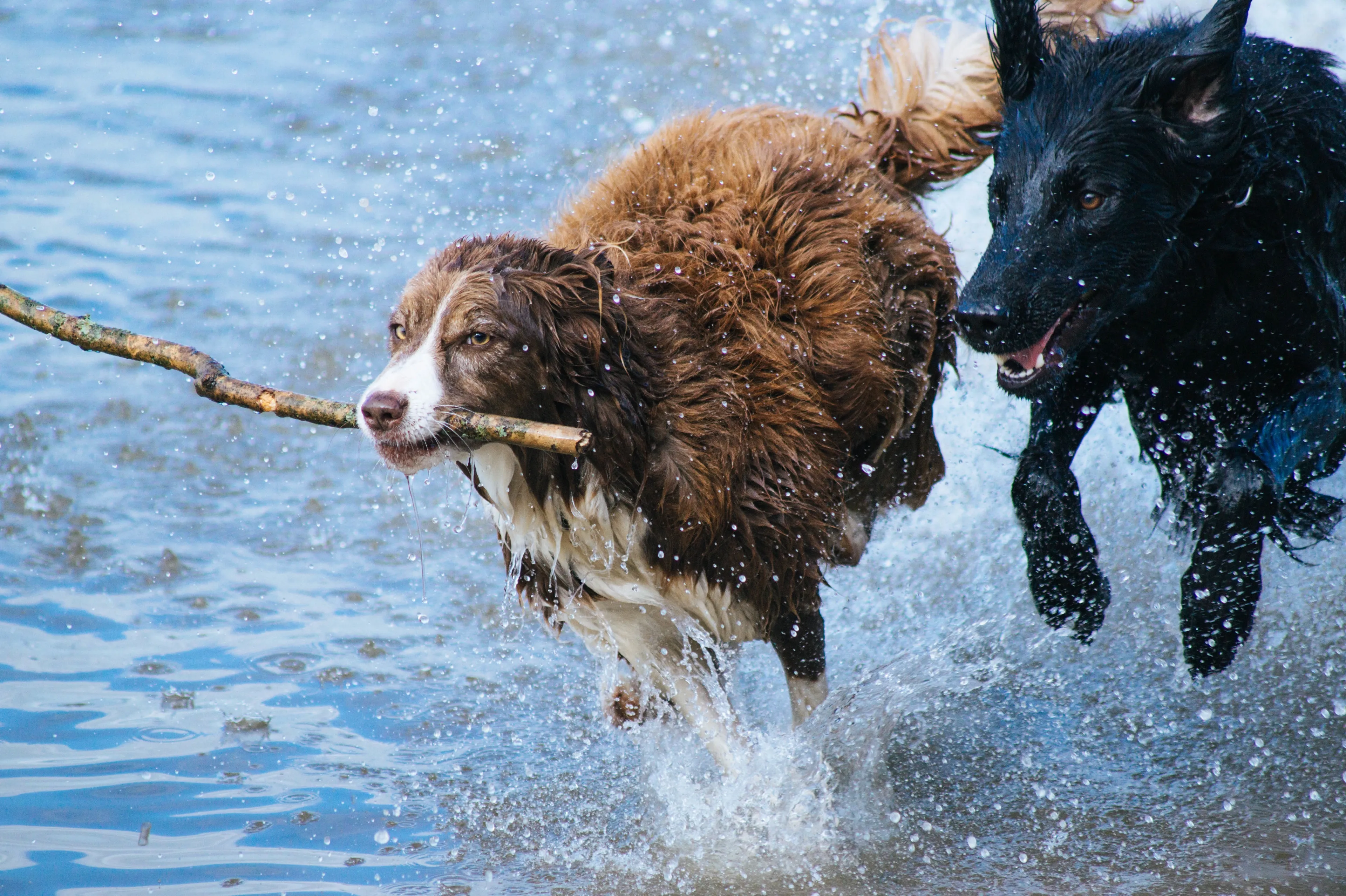 dogs 1246588