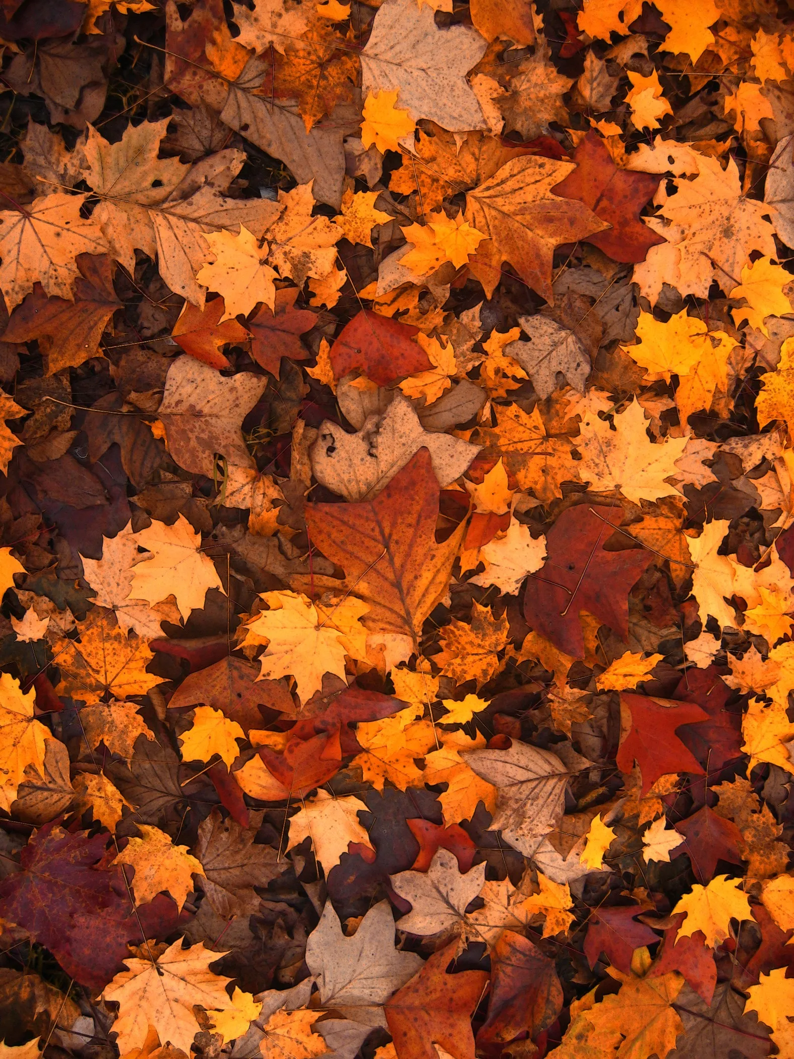 fall foliage 111315