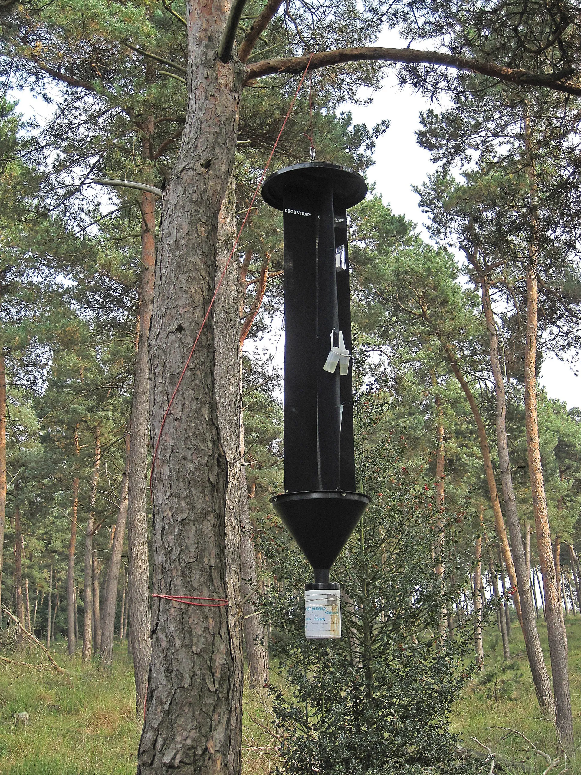 feromonenval vlinderval wikimedia